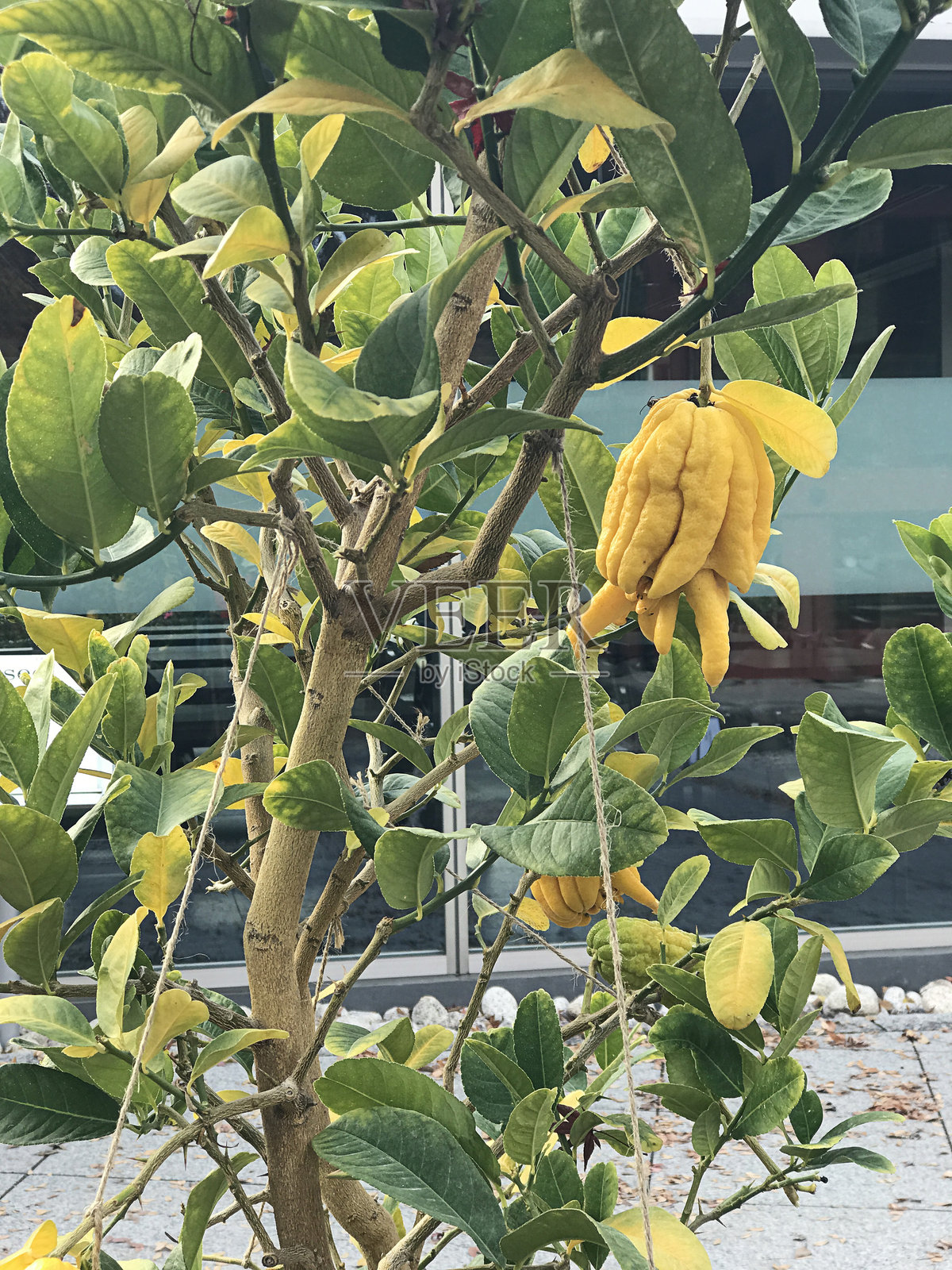 在日本种植佛手柑树或指状柠檬树。照片摄影图片