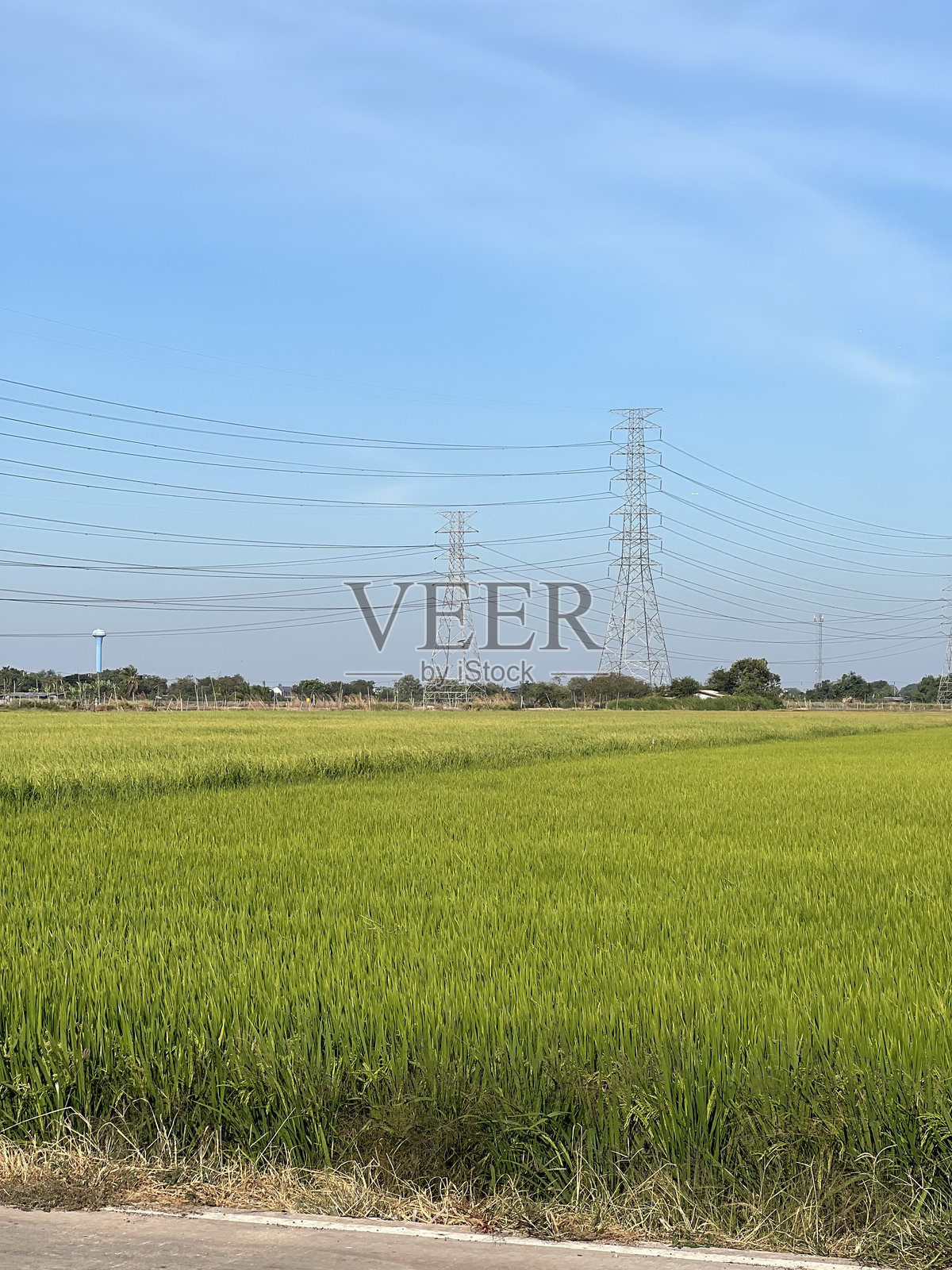 泰国的稻田照片摄影图片