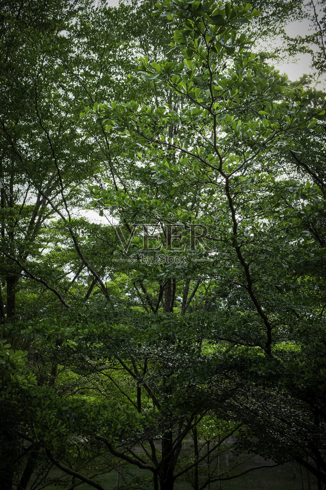 森林中的树木和绿色叶子。照片摄影图片