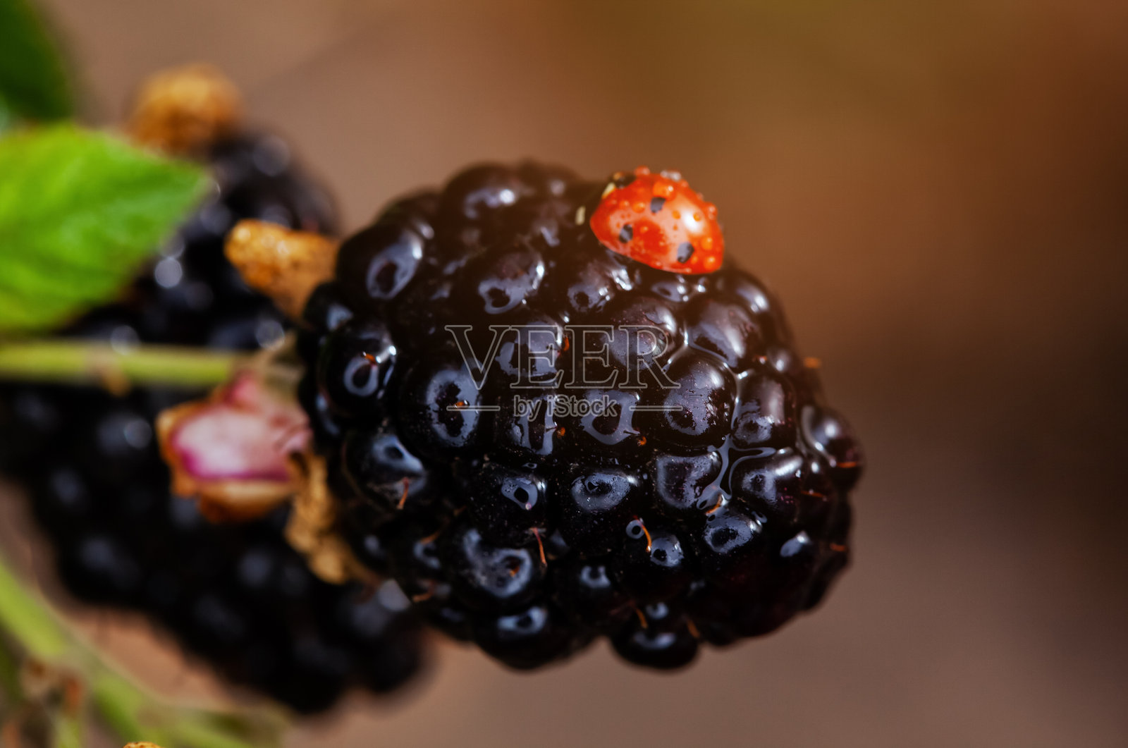 花园中的结果黑莓。种植和护理黑莓照片摄影图片