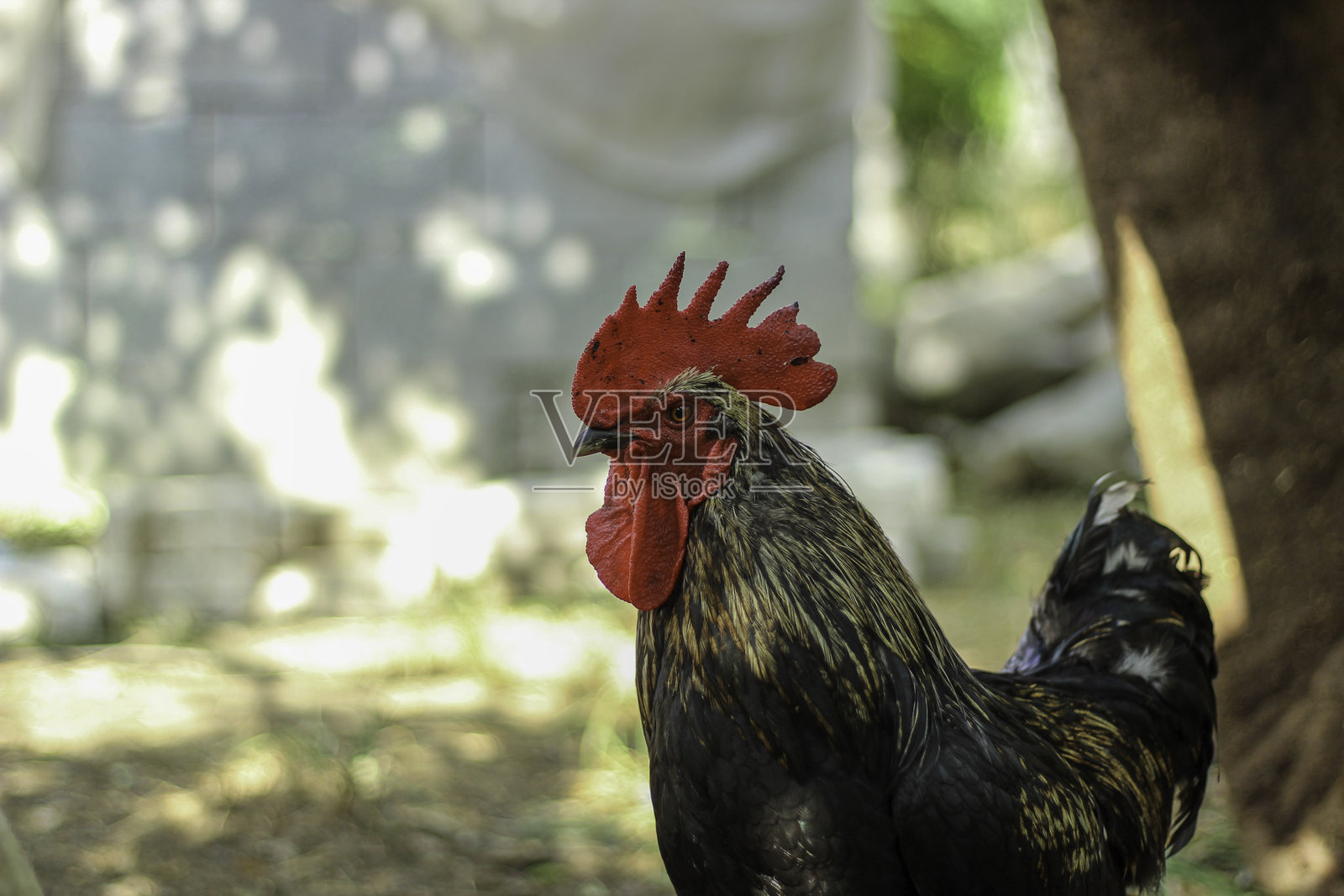 花园里的公鸡。特写。照片摄影图片