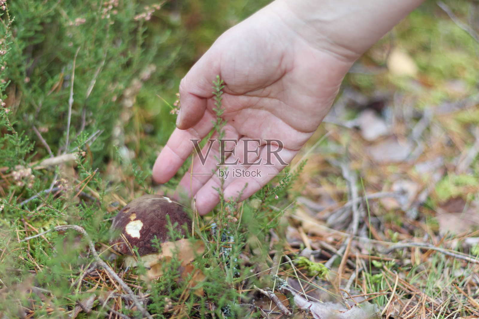 在森林中,苔藓和树枝之间,一朵棕色蘑菇正在生长,被一只人手采摘。照片摄影图片