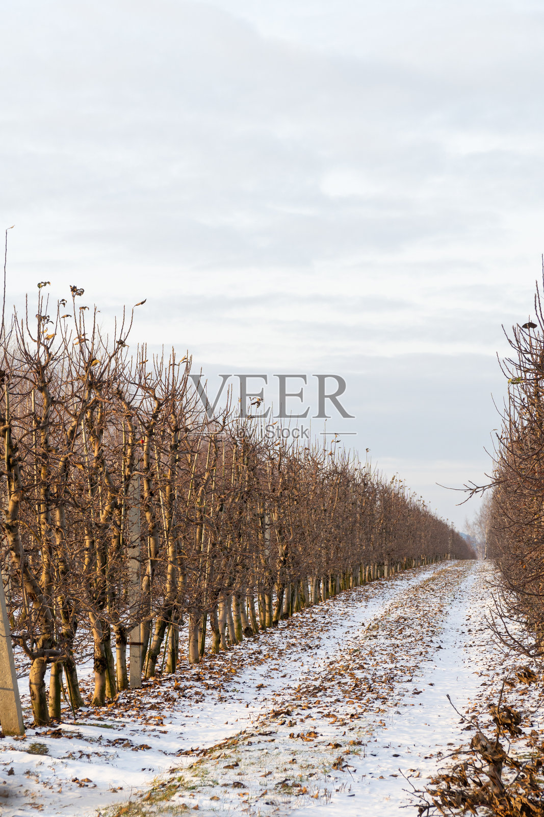 一个被洁白雪花覆盖的宁静苹果 orchard照片摄影图片