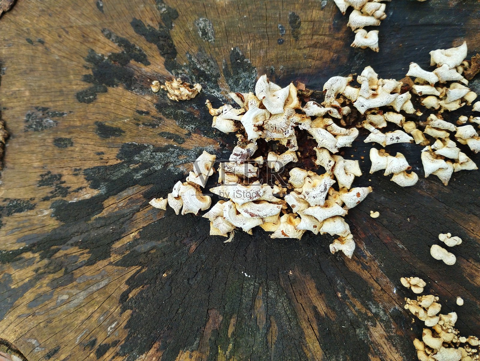 在一块黑色水渍的老树桩表面,生长着白色寄生蘑菇。照片摄影图片