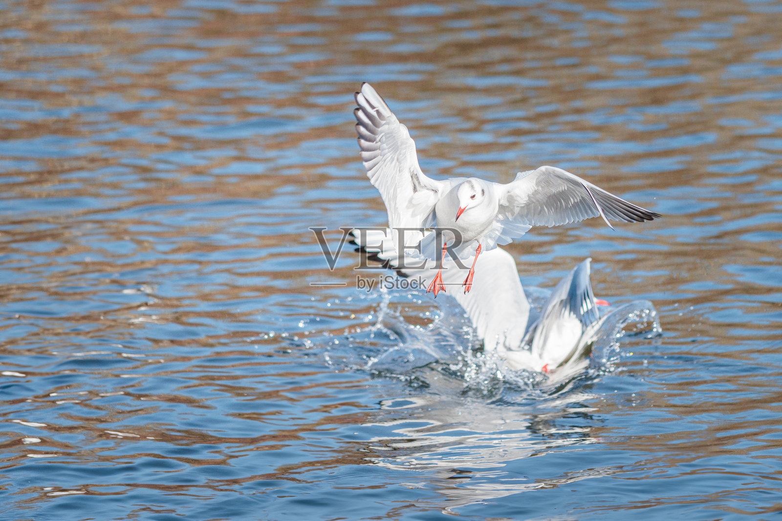 一群飞翔的海鸥飞向并降落在湖面上,丁顿牧场乡村公园,雷丁,伯克郡,英格兰南部照片摄影图片