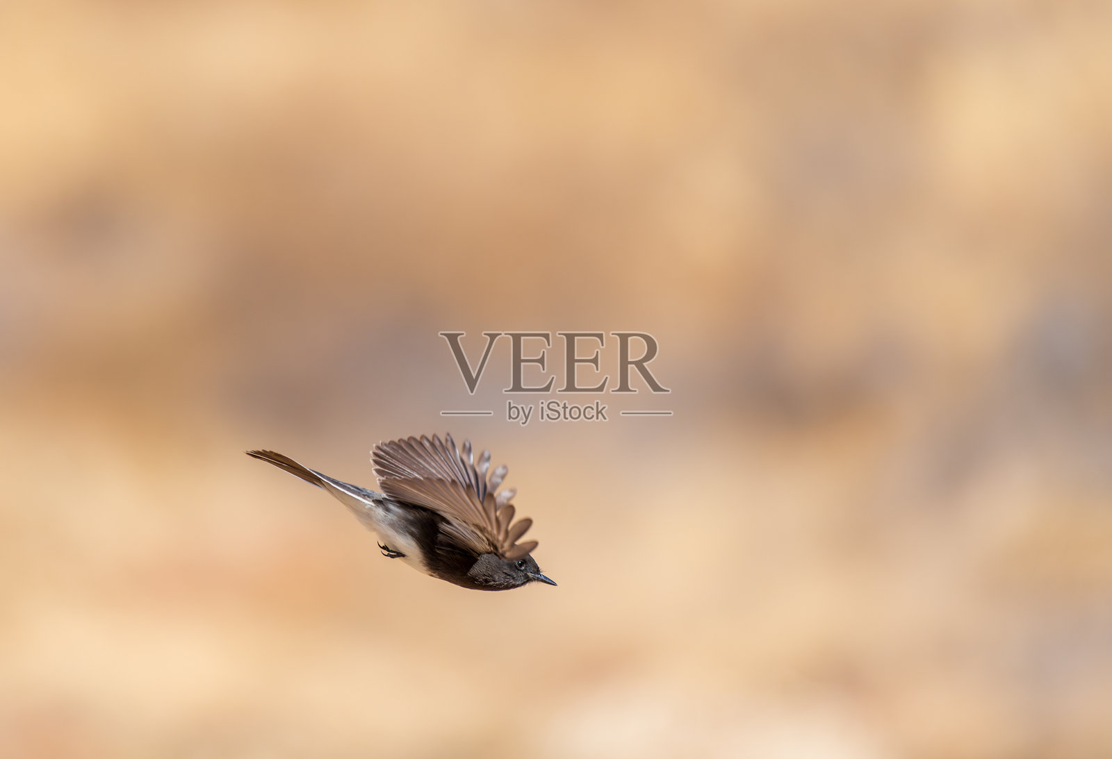 黑色的菲比鸟照片摄影图片