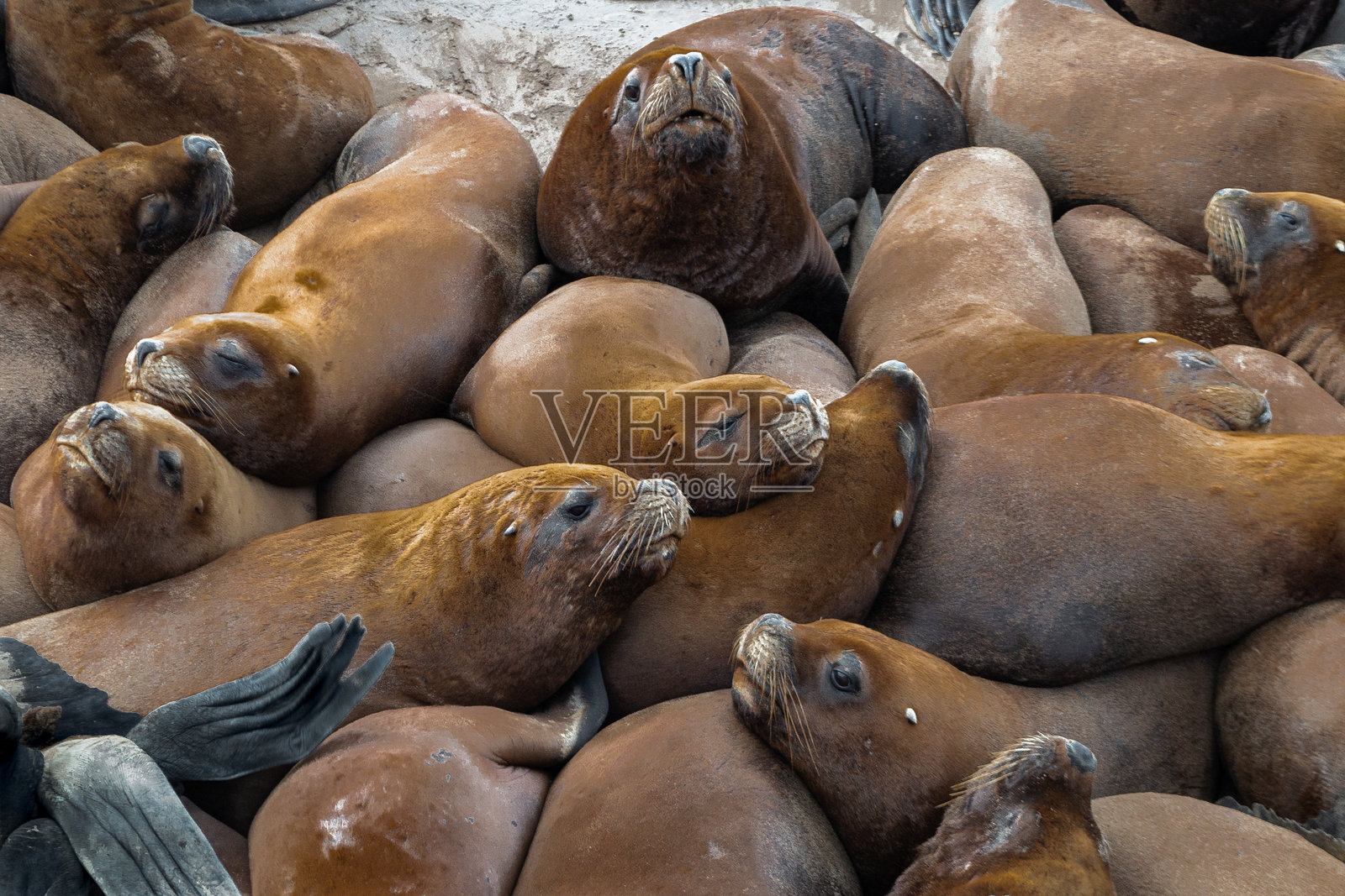 海狮群在阿根廷布宜诺斯艾利斯的马尔德普拉塔休息照片摄影图片