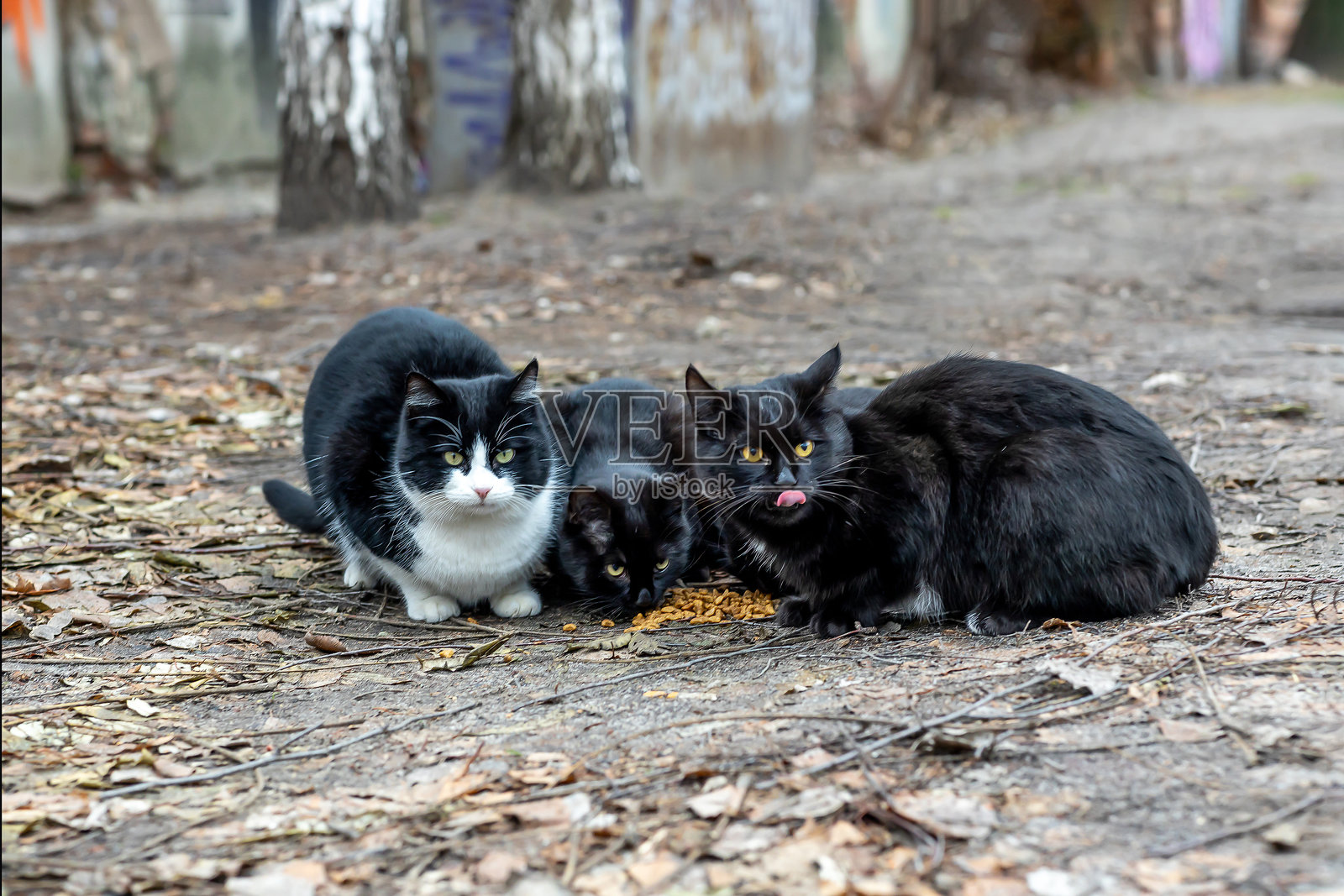 流浪的黑猫照片摄影图片