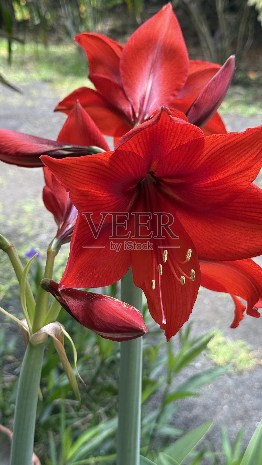 红百合花照片摄影图片