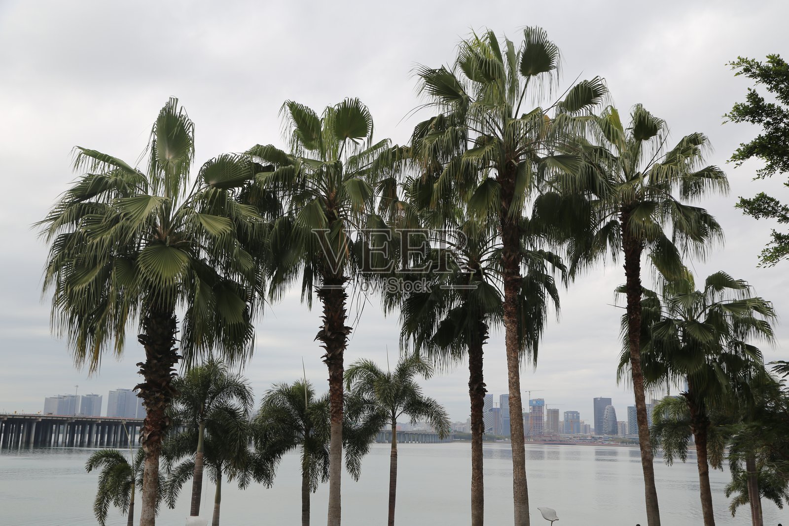 一群枣椰树矗立在港口城市的天际线前,俯瞰着河对岸。照片摄影图片