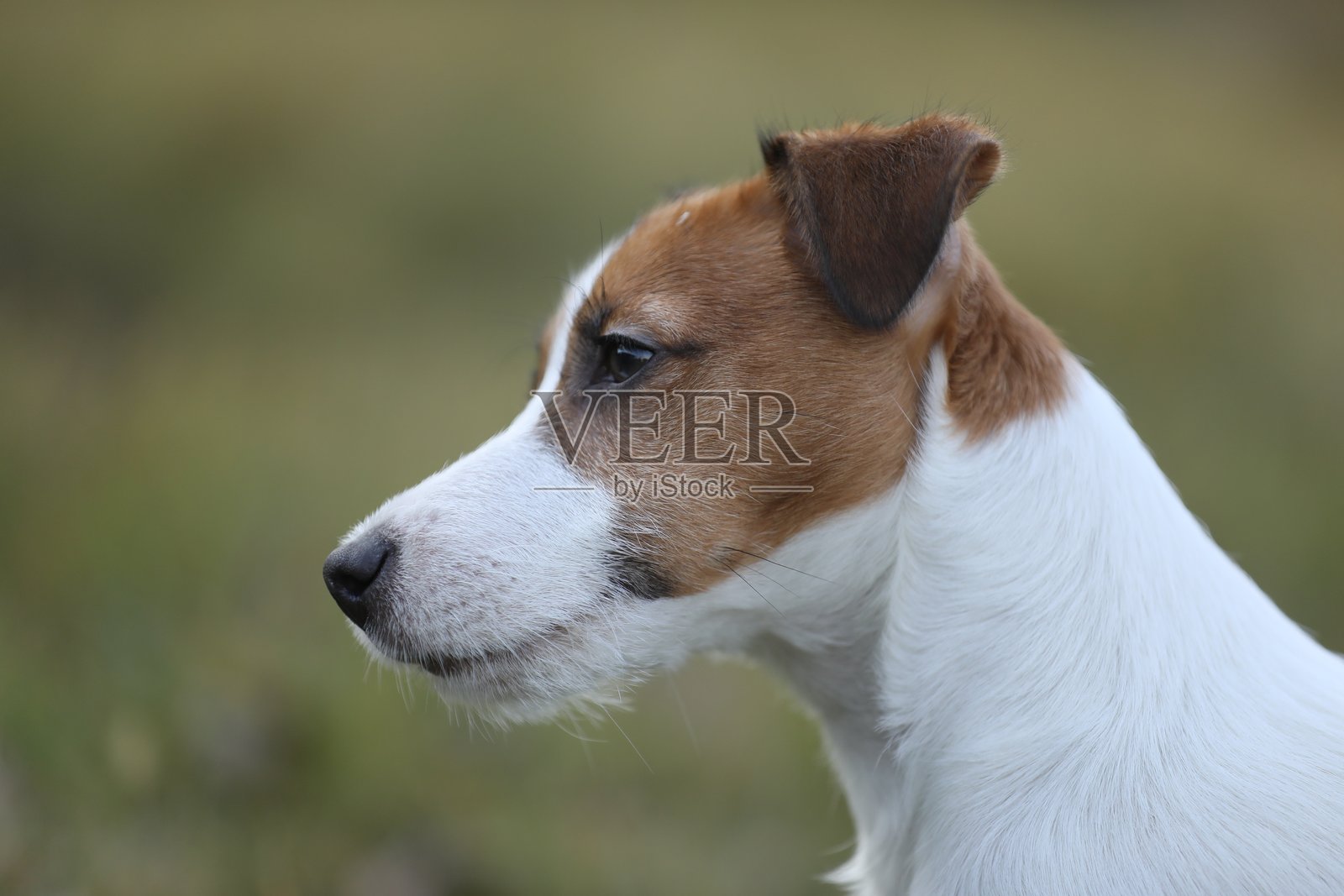 小杰克罗素梗照片摄影图片