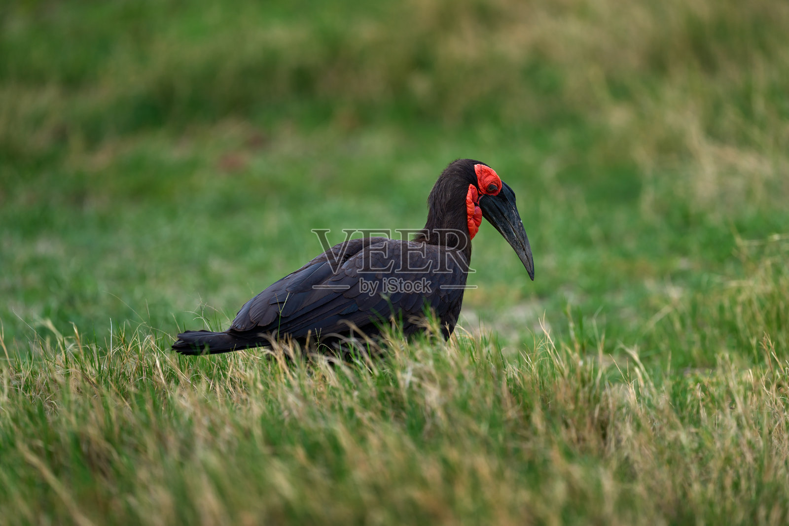 南方地鸦,Bucorvus leadbeateri,世界上最大的犀鸟。黑色的鸟,红色的面孔,在绿色的草地上行走。动物栖息在环境中,莫雷米,奥卡万戈三角洲,博茨瓦纳。照片摄影图片