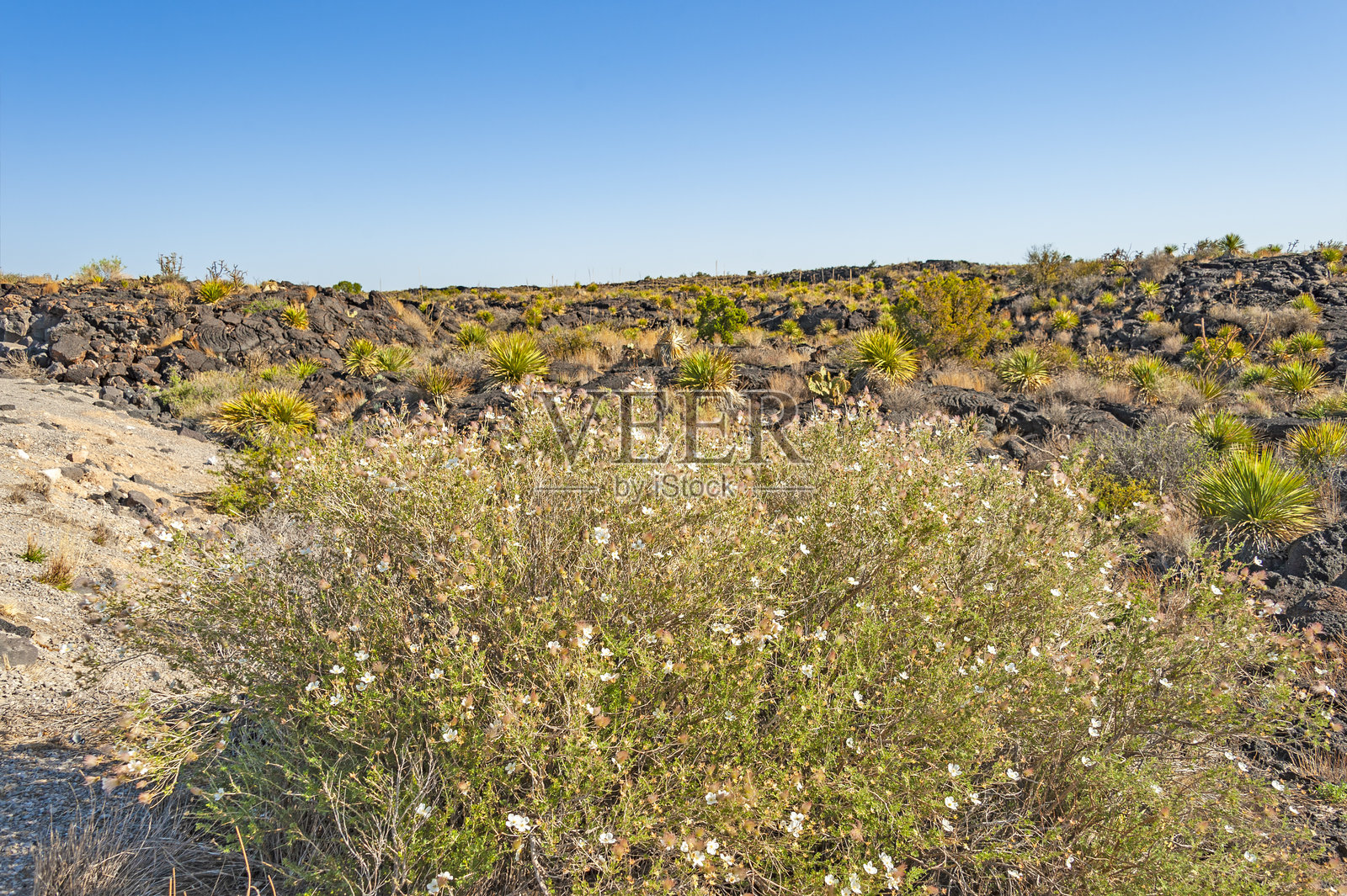 新墨西哥州的死亡之旅沙漠照片摄影图片