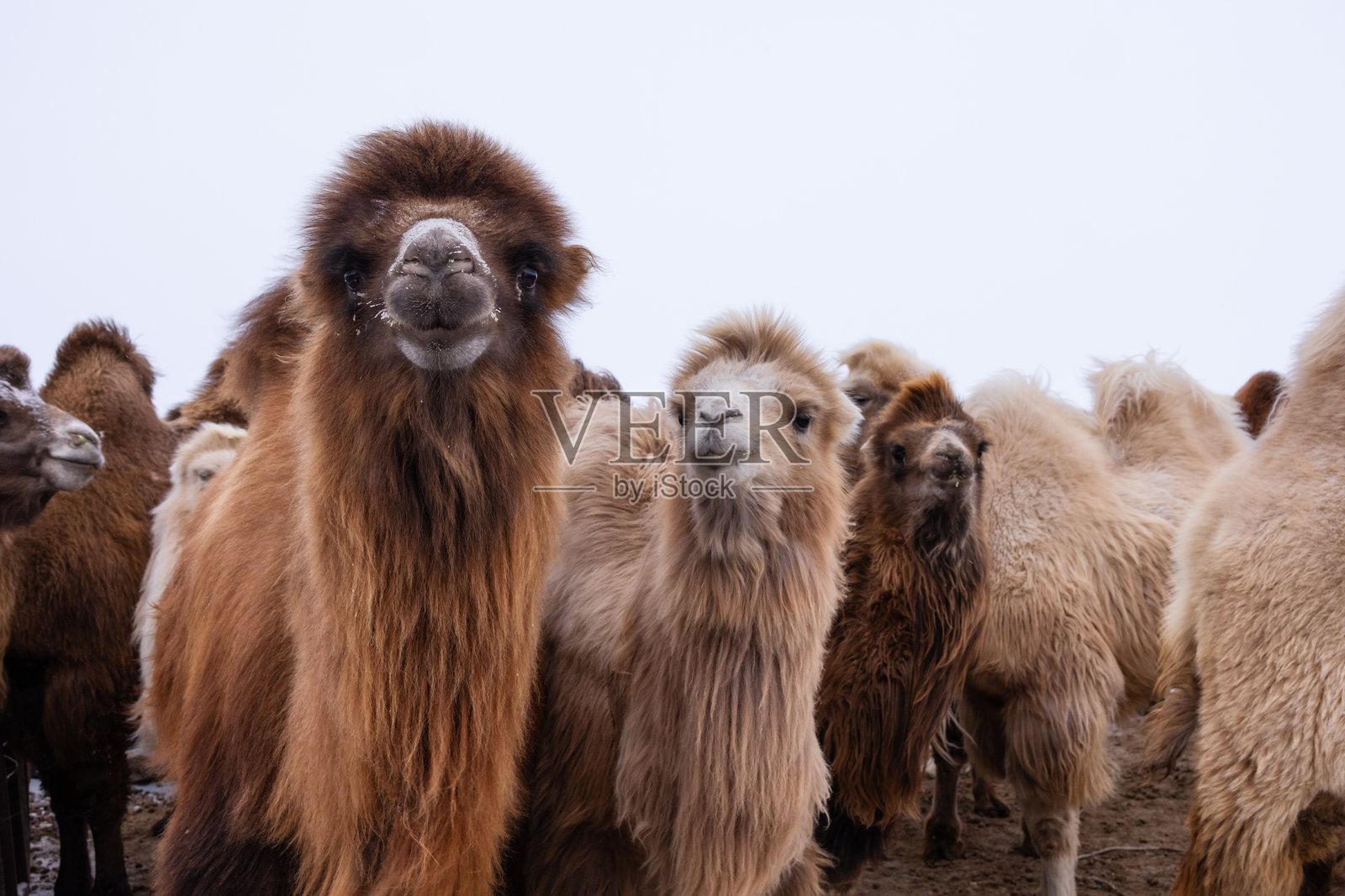 一群双峰驼在蒙古寒冷广袤的景观中聚集在一起。照片摄影图片
