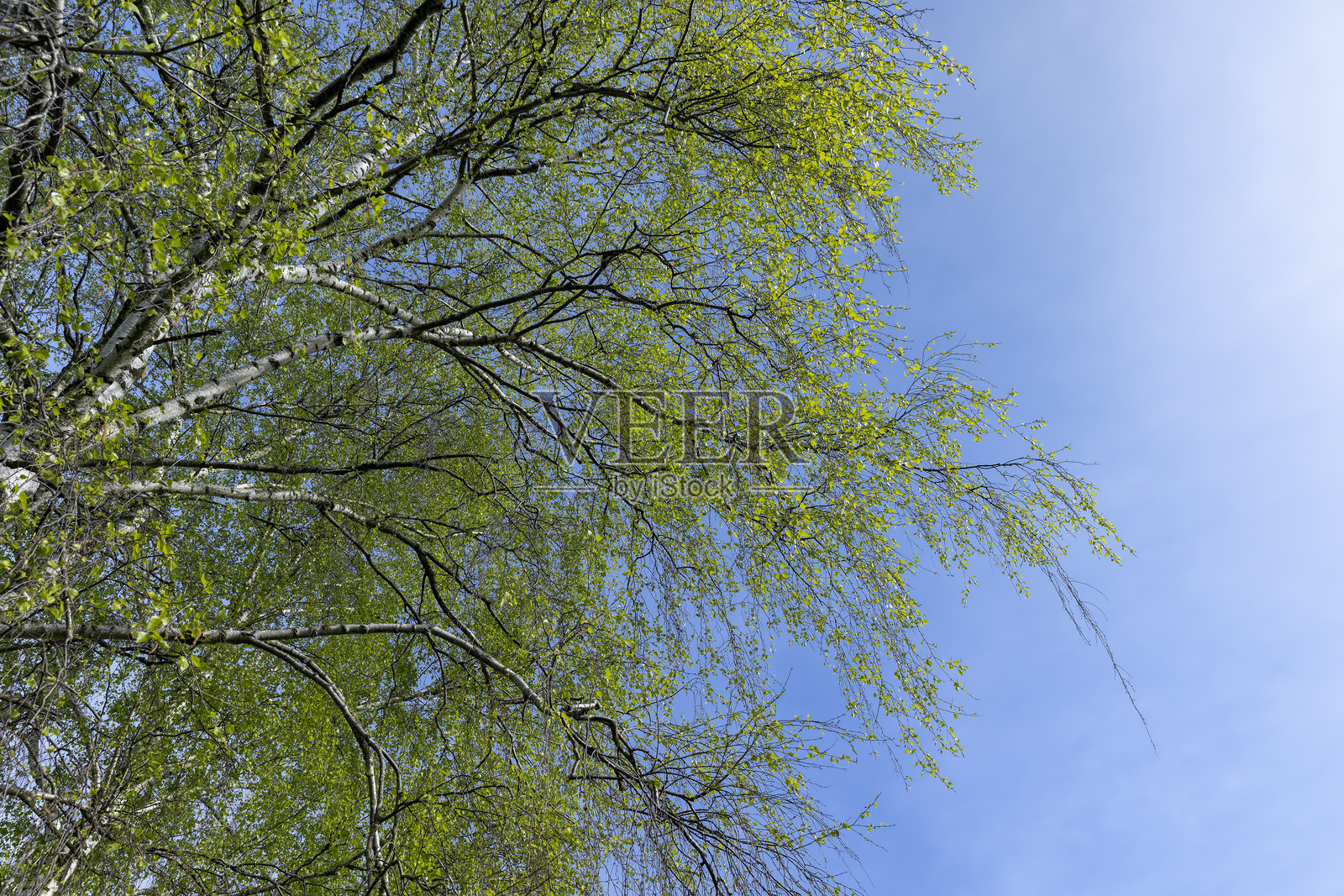 春天新生的绿色桦树叶在灰色天空下照片摄影图片