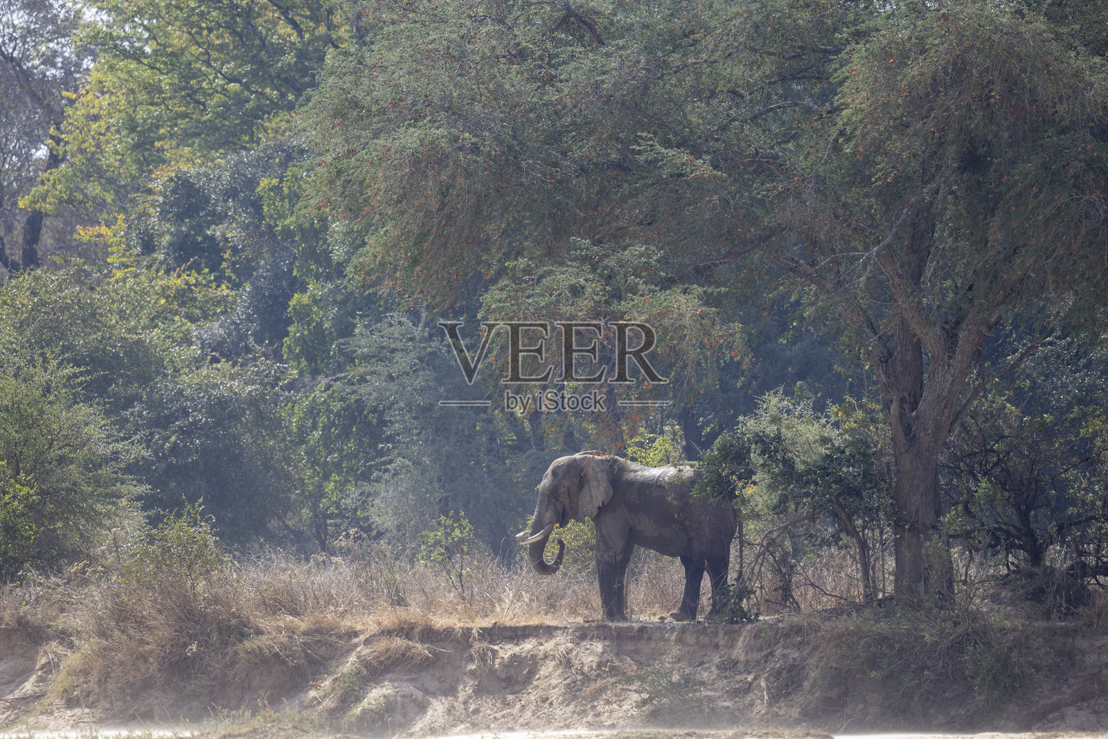 在赞比亚卢安贝国家公园,一头非洲象(非洲象,Loxodonta africana)正在吃冬刺树的种荚。照片摄影图片