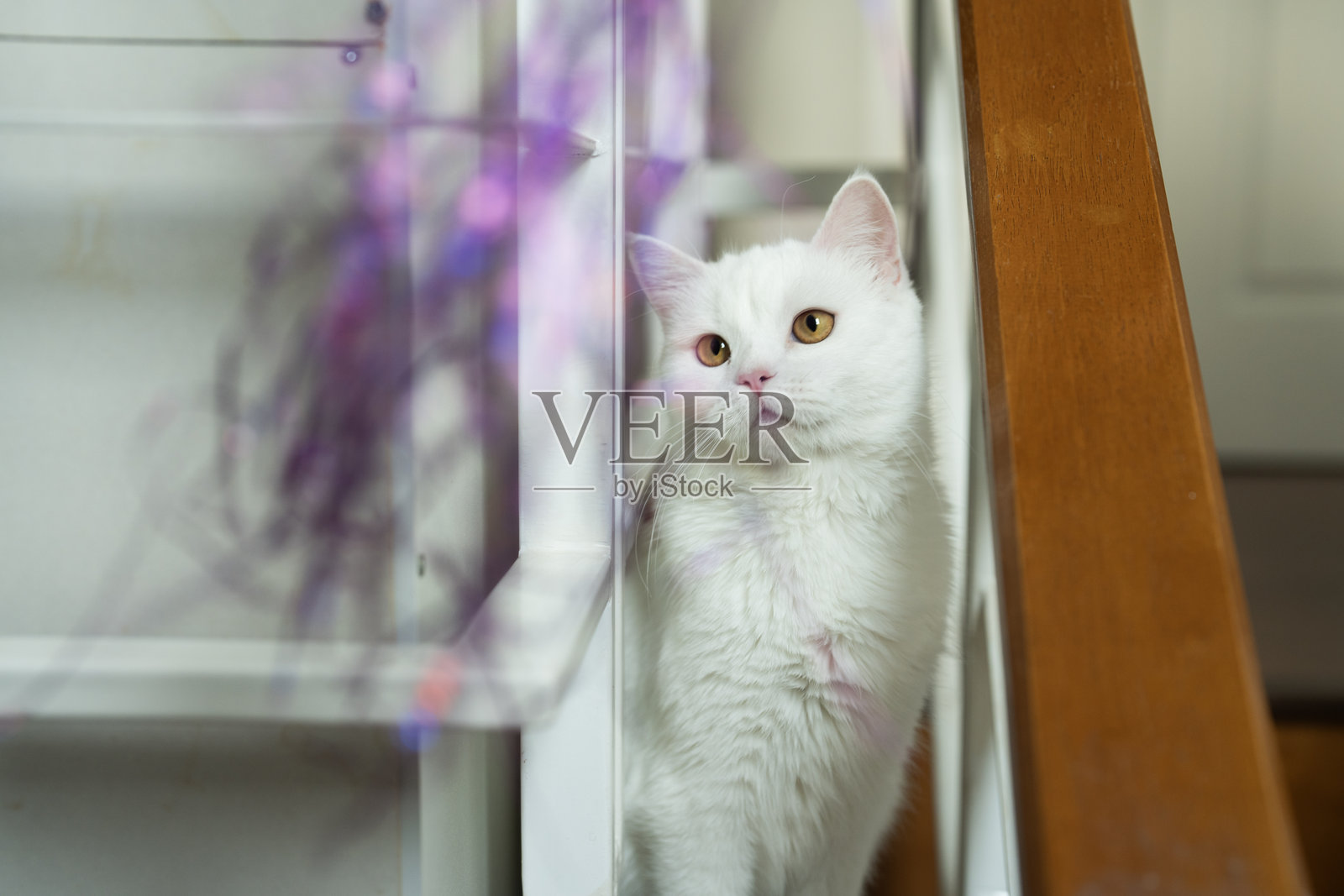 白色苏格兰猫头对玩具表现出好奇和惊讶的情感。照片摄影图片