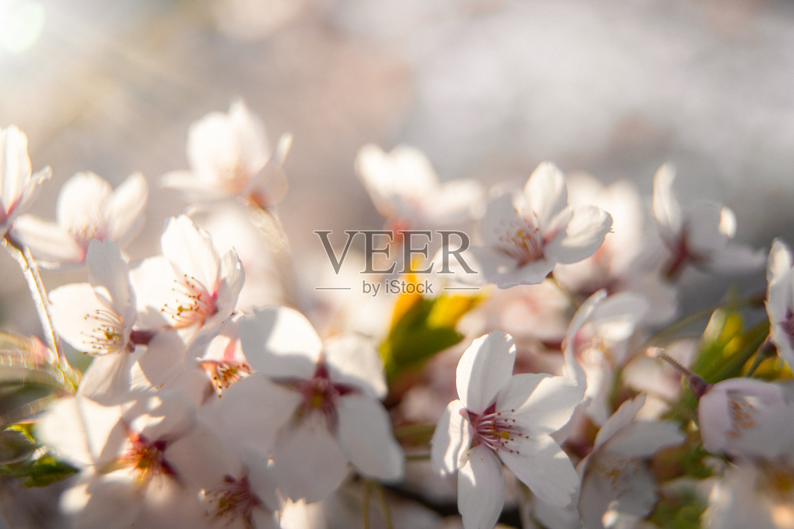 樱花枝条在晨光中的特写。照片摄影图片