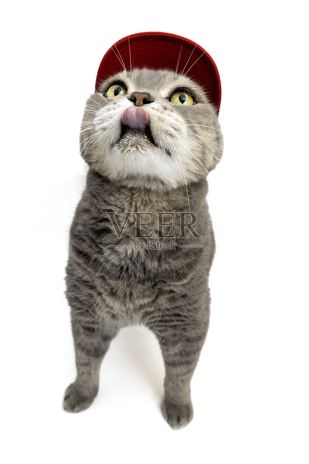 一只戴着红色帽子的英国短毛猫正在舔自己。摄影棚拍摄。照片摄影图片