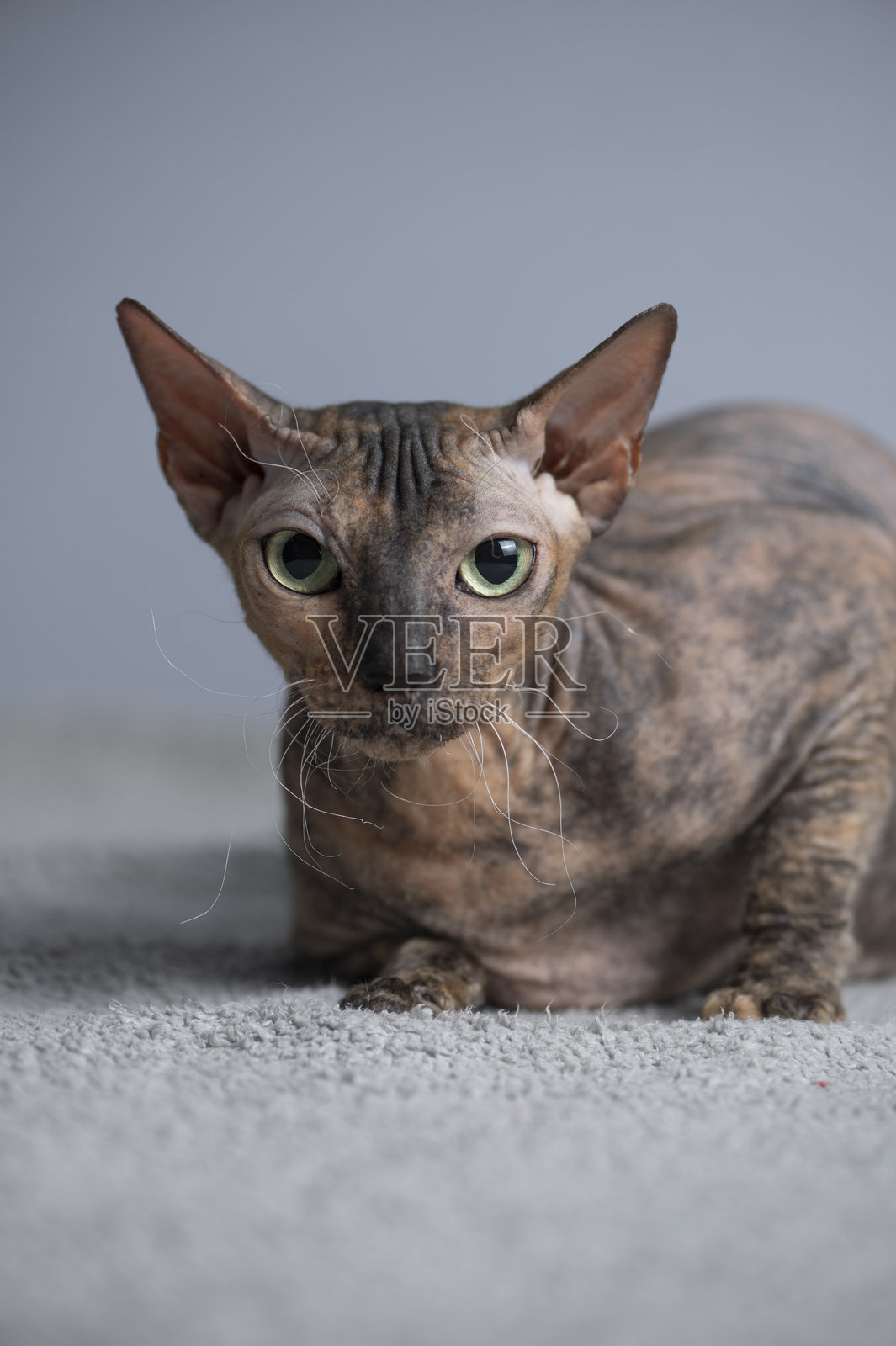 无毛斯芬克斯猫的肖像照片摄影图片