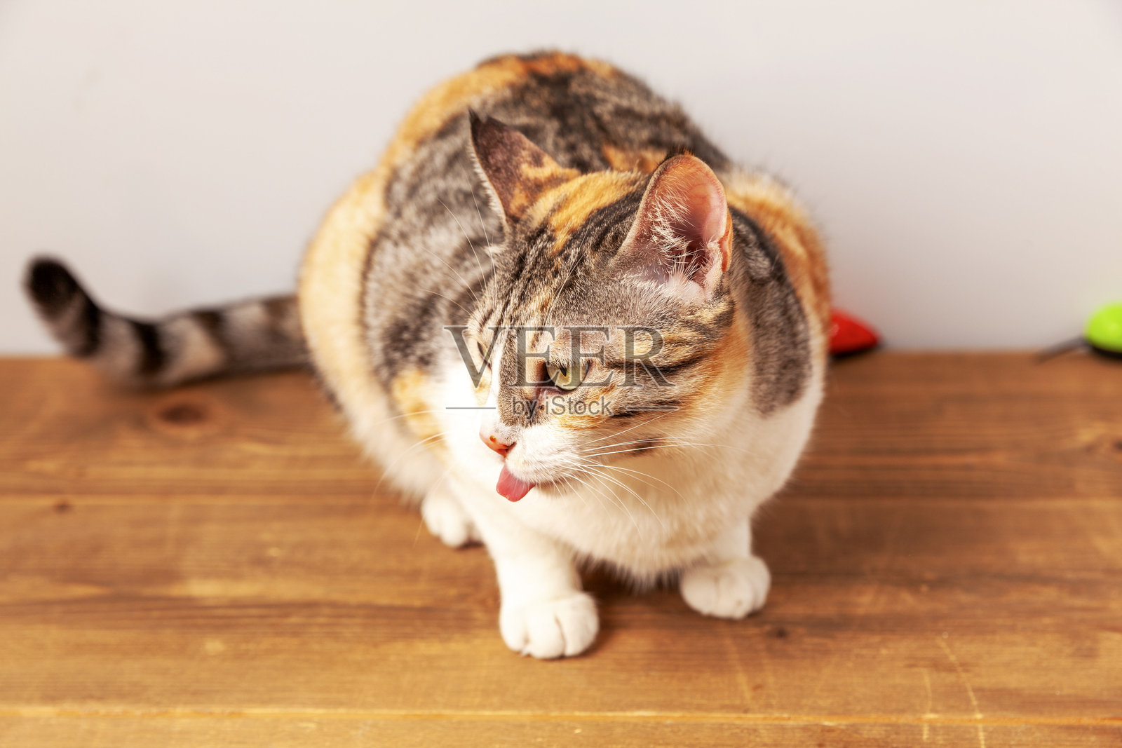 虎斑猫照片摄影图片