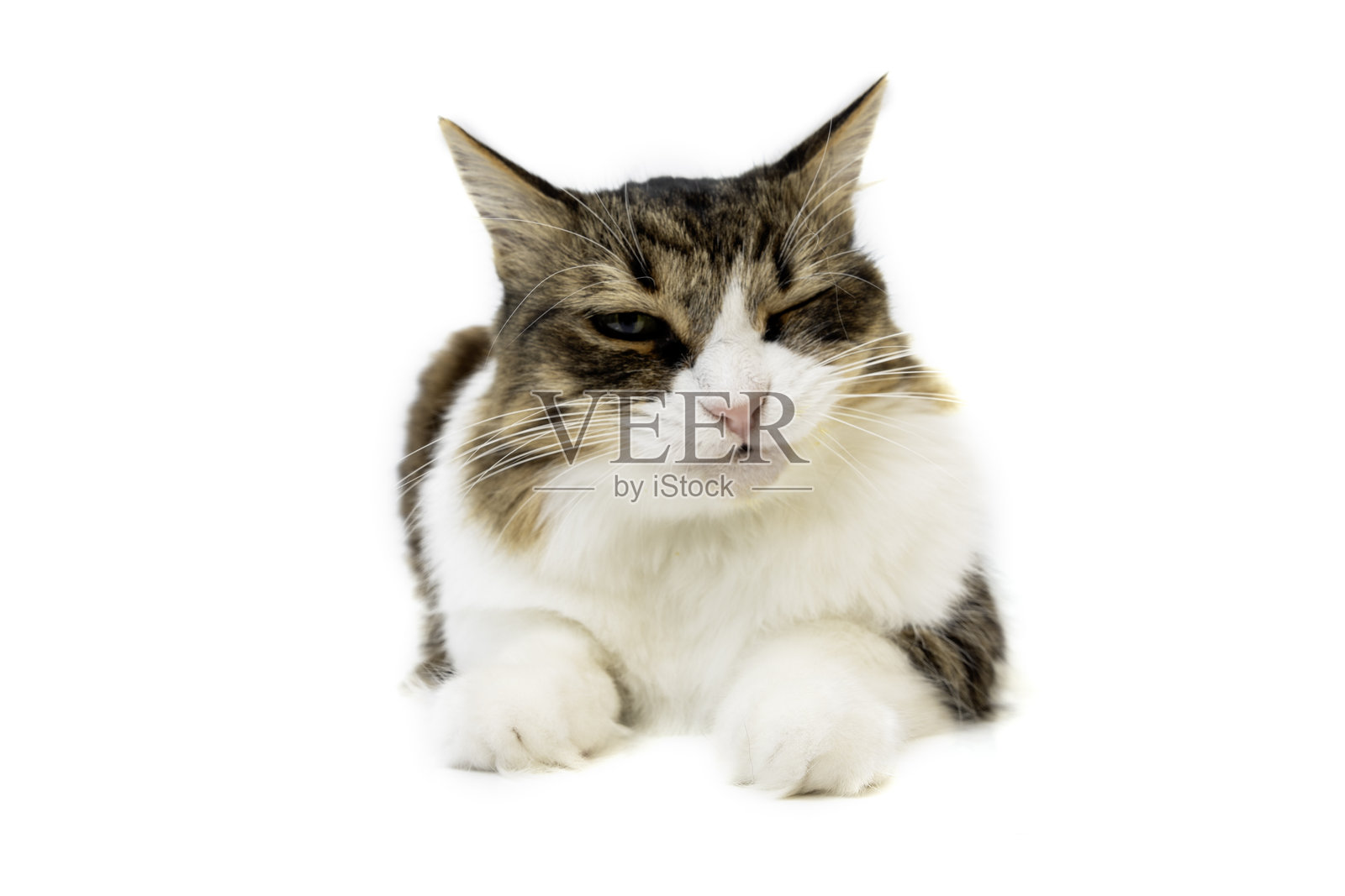 挪威森林猫在白色背景下的搞笑瞬间。摄影棚拍摄。照片摄影图片