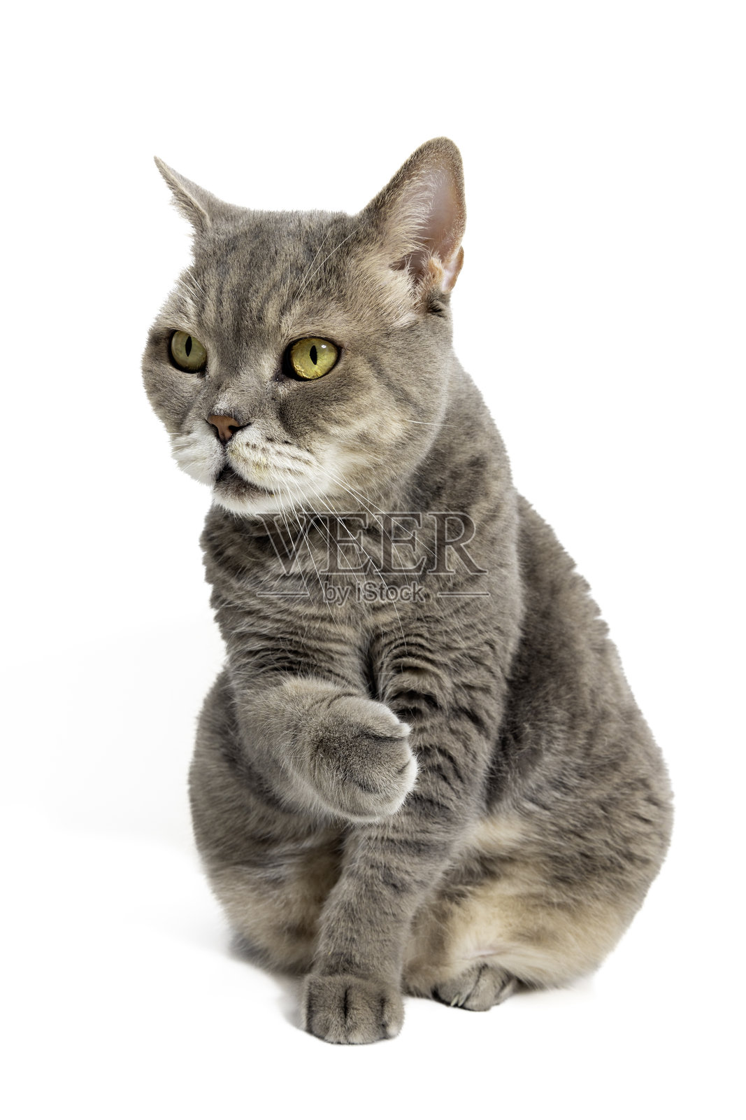 胖胖的英国短毛猫在白色背景上。摄影棚拍摄照片摄影图片