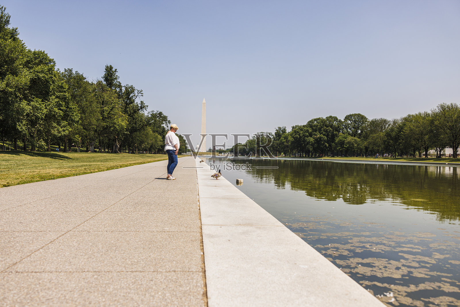 在华盛顿特区的反射池旁观看鸭子:一位成熟的女性在夏天漫步于华盛顿纪念碑和其他历史地标旁。照片摄影图片