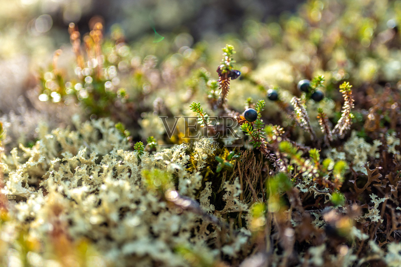 阳光下自然苔藓和地衣的特写,背景模糊照片摄影图片