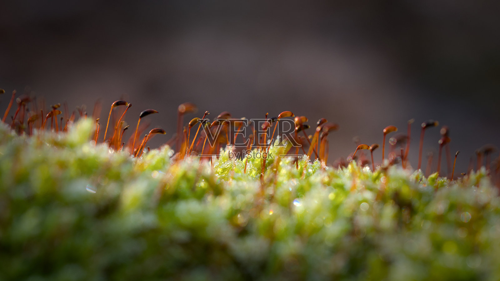 绿色苔藓上的雪花晶体特写。自然背景。照片摄影图片