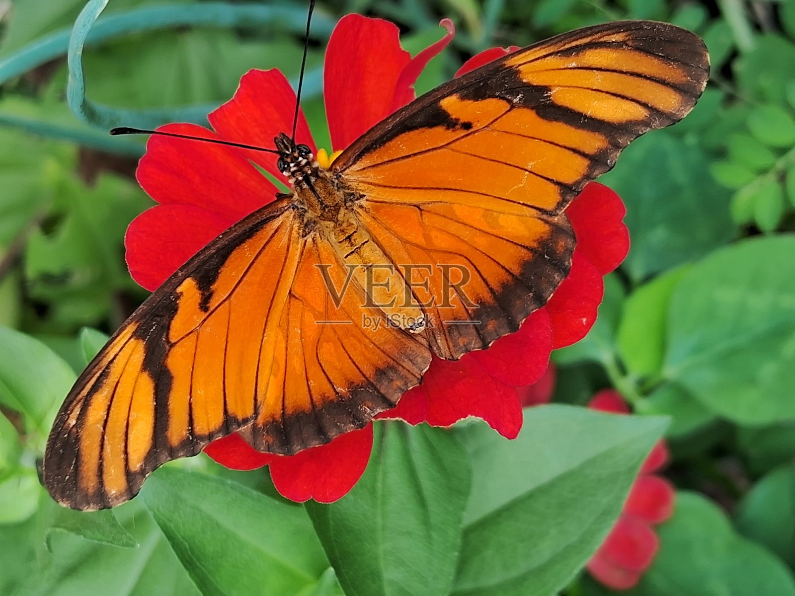 蝴蝶照片摄影图片