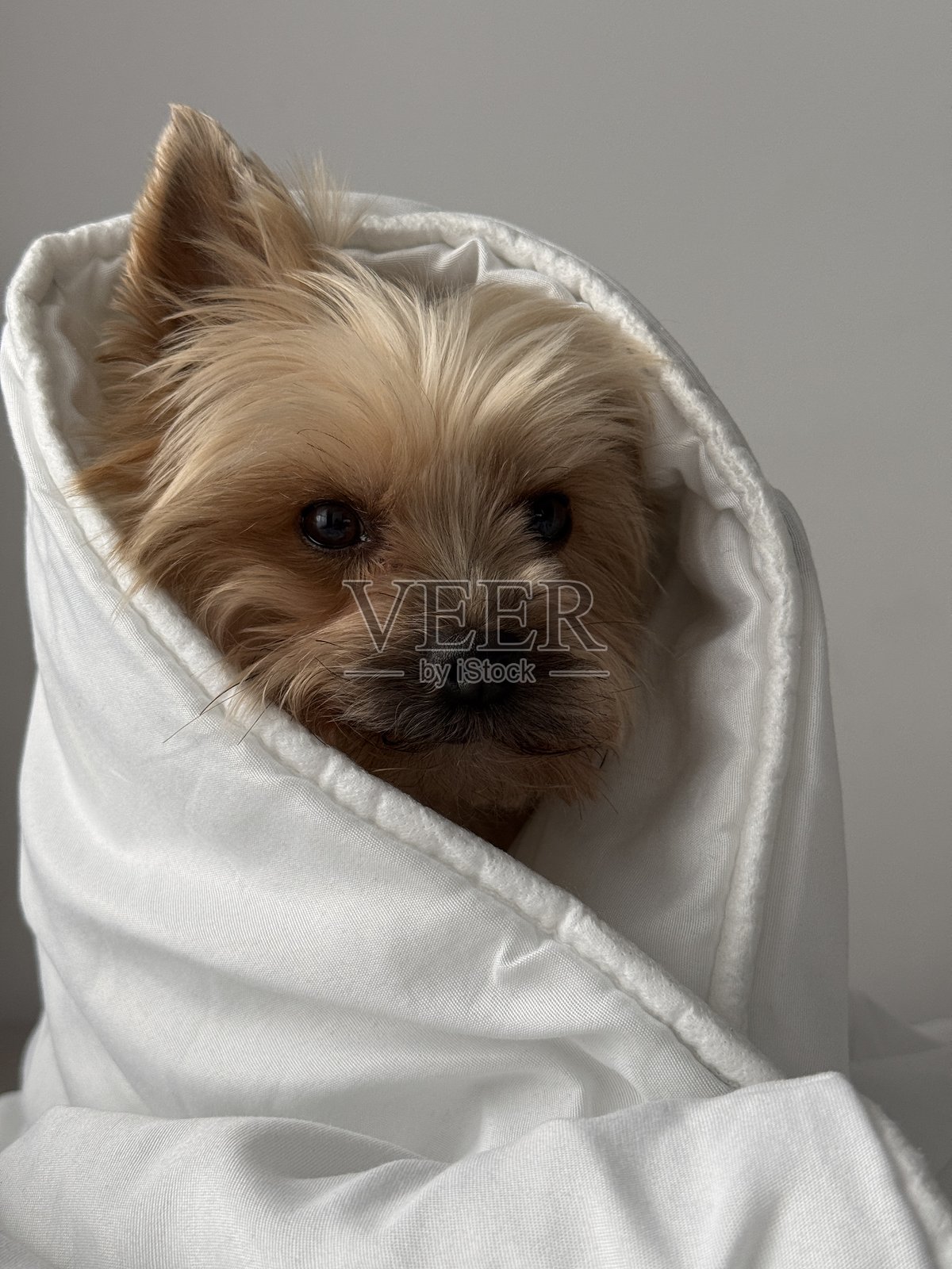 狗照片摄影图片