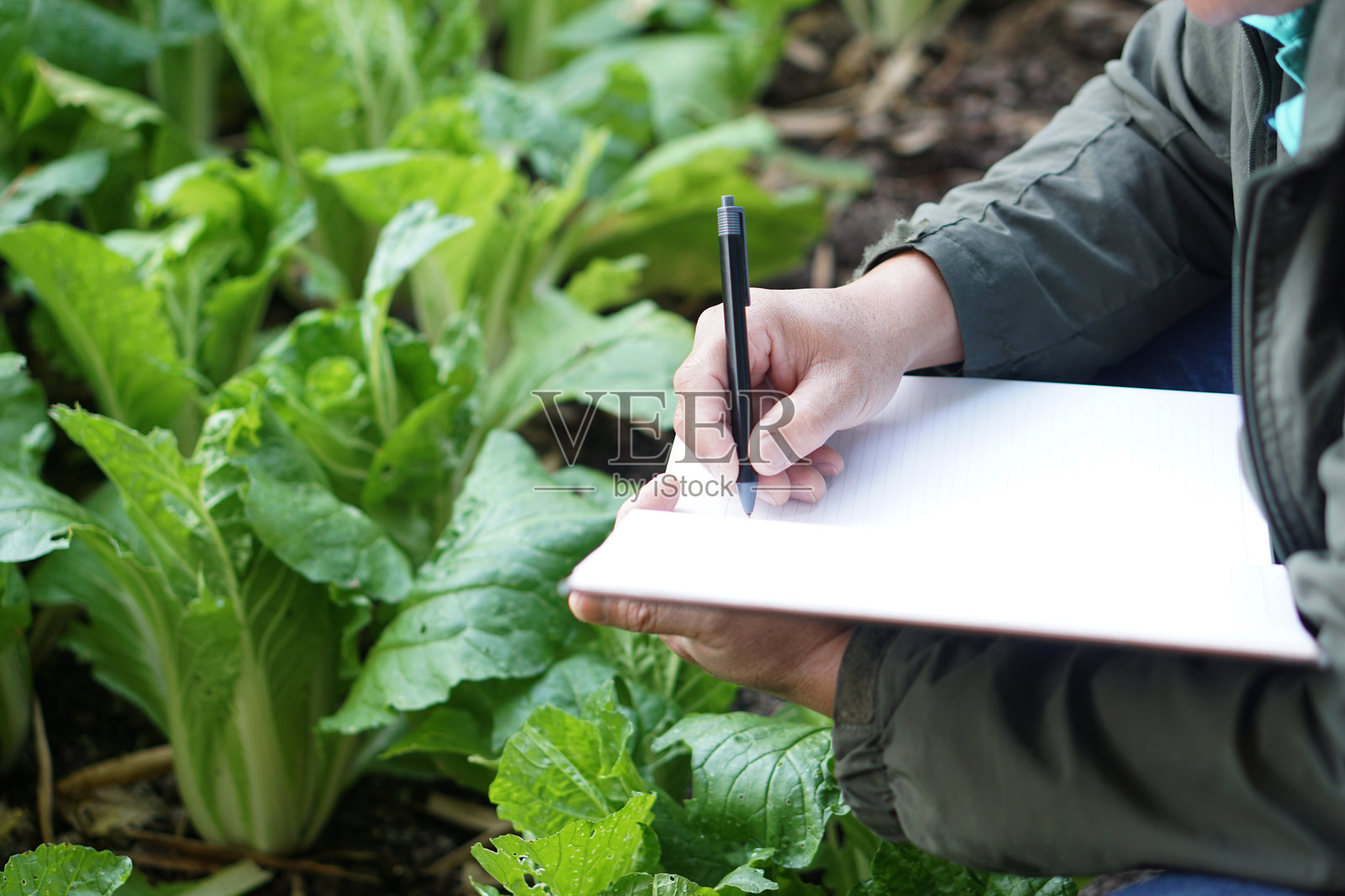农业研究员在近距离用笔记录,检查有机蔬菜在花园中的生长和病害。概念:农业研究与开发作物质量。照片摄影图片