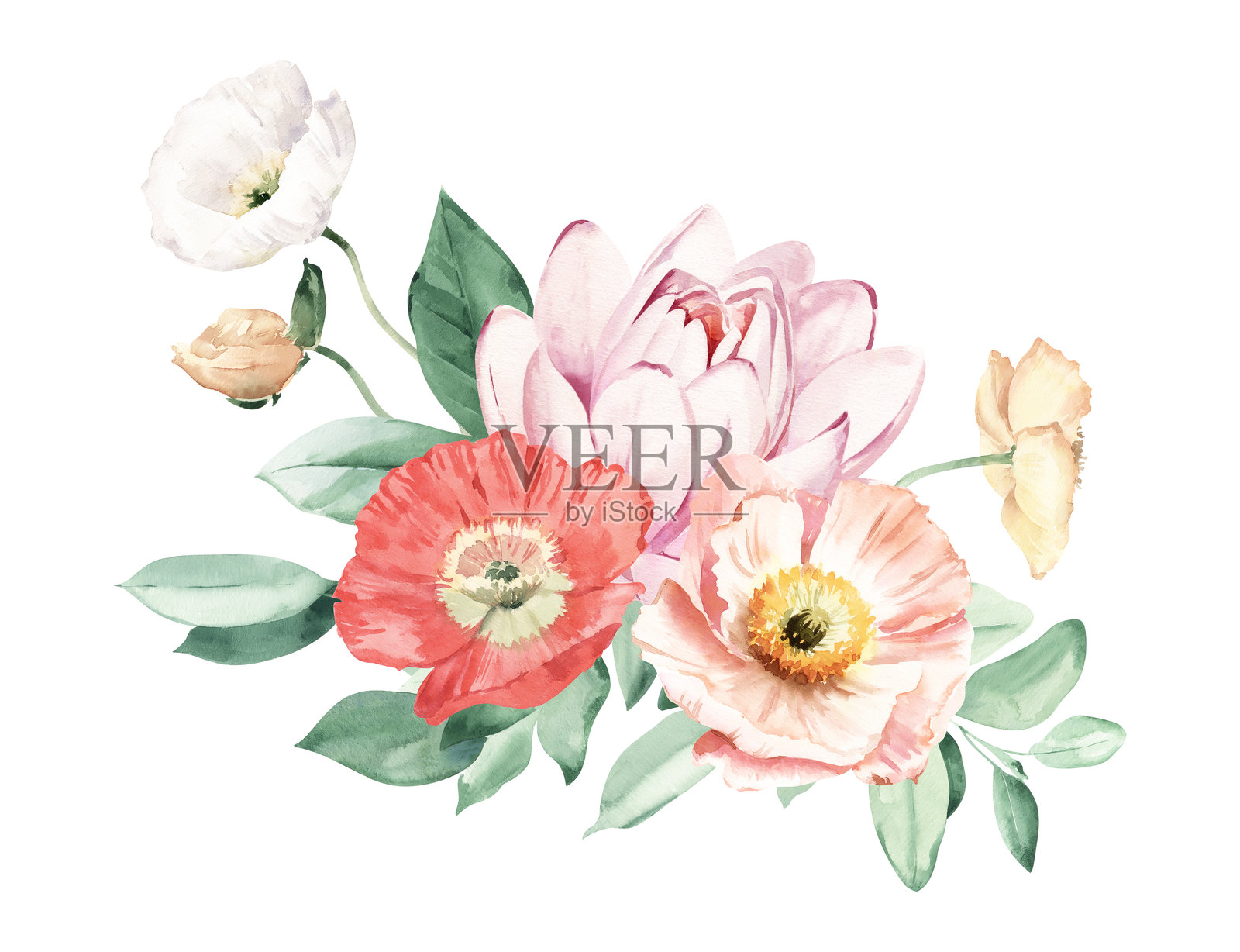 水彩花束与冰岛罂粟,红掌和睡莲插画图片素材