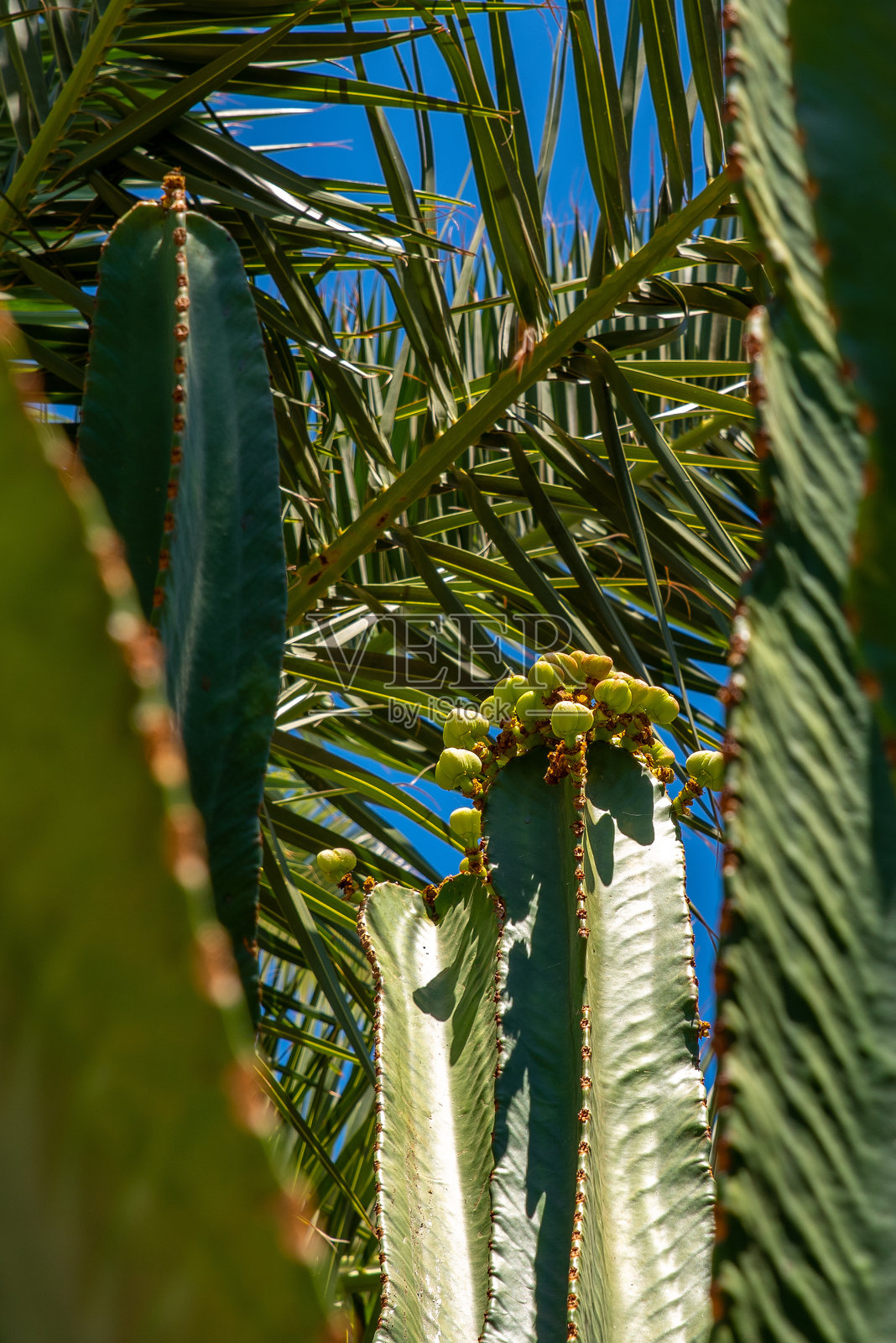 枝形大烛台的花朵绽放,大戟,在棕榈叶和蓝天前照片摄影图片