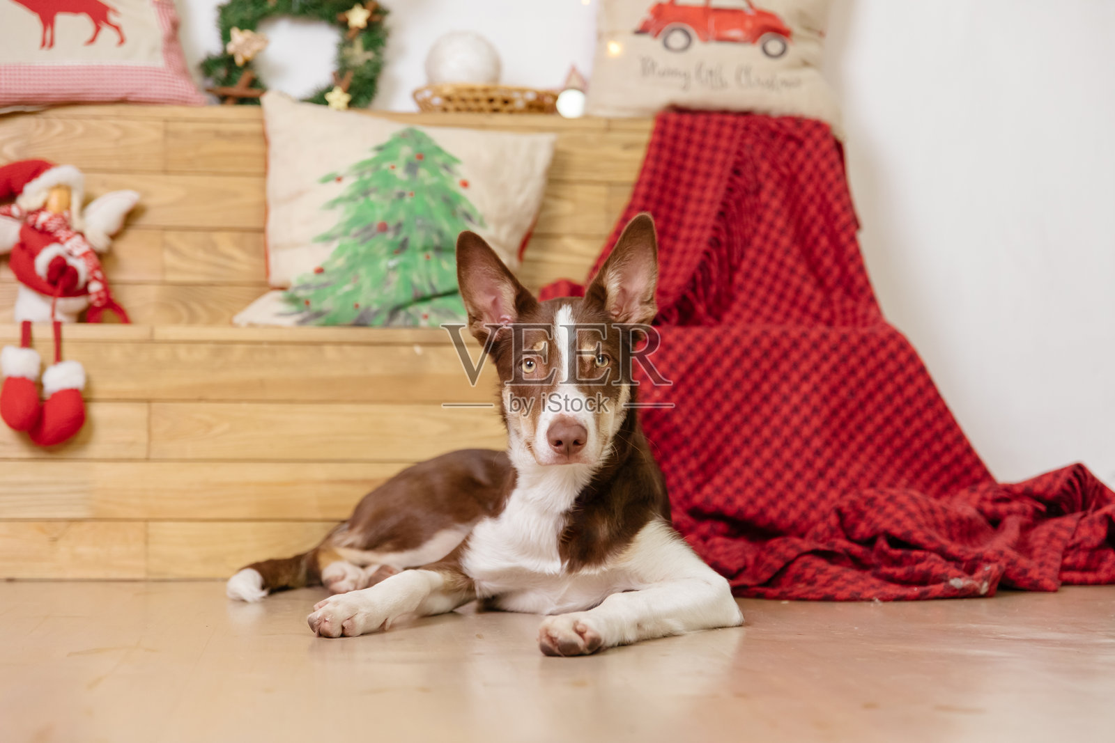 边境牧羊犬在家中躺着。舒适的室内环境。适合宠物的家居。家犬。照片摄影图片