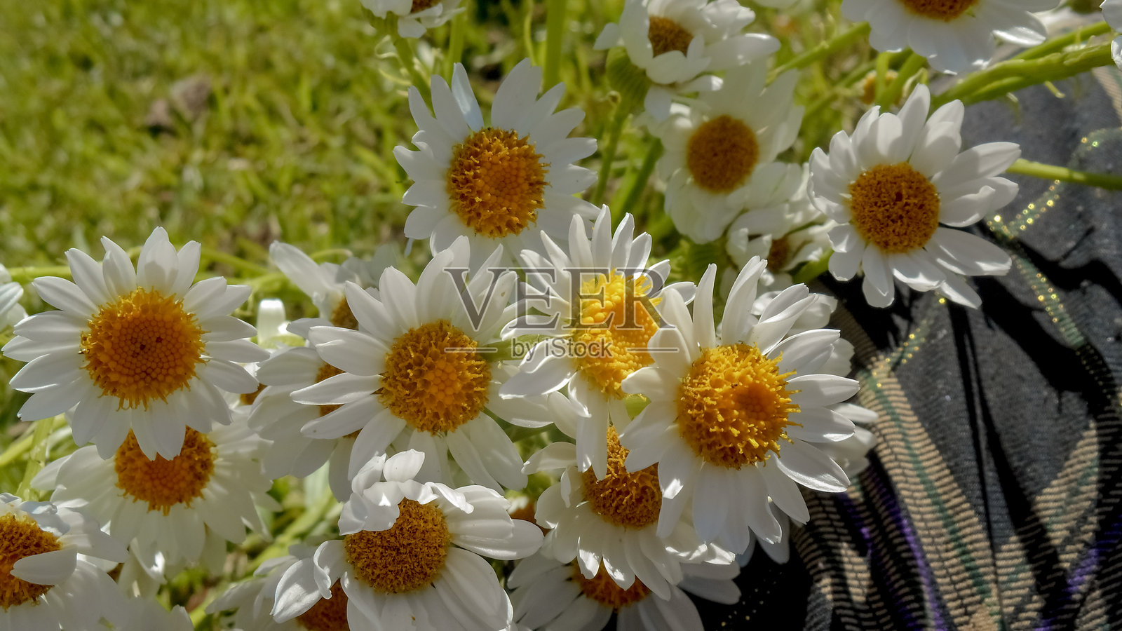 布宜诺斯艾利斯水边菊(Senecio bonariensis Hook. et Arn.)照片摄影图片