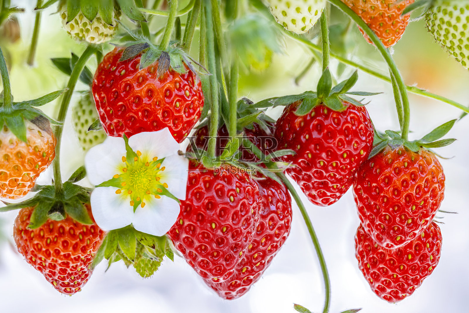 新鲜成熟的草莓挂在植物上照片摄影图片
