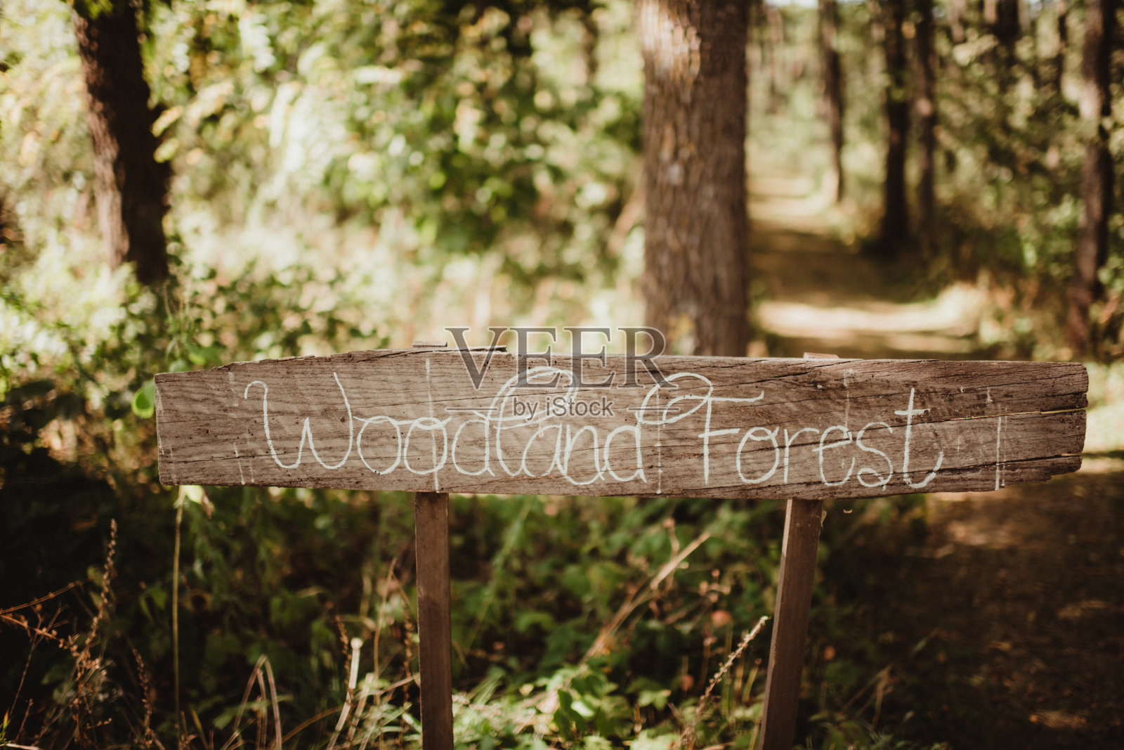 森林中的木制指示牌,指向小径进入森林照片摄影图片