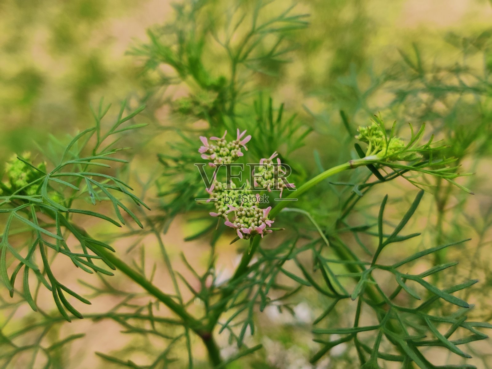 药用植物孜然花。孜然(Cárum cárvi)。一种香料植物,常用于烹饪调味。照片摄影图片