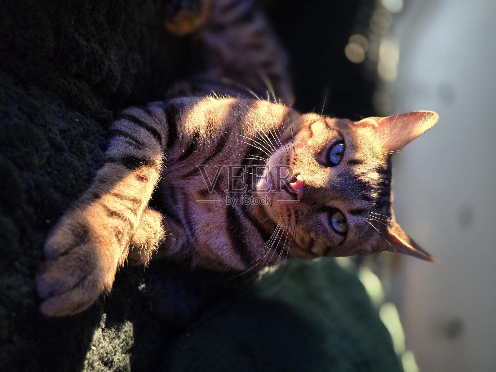 孟加拉猫照片摄影图片