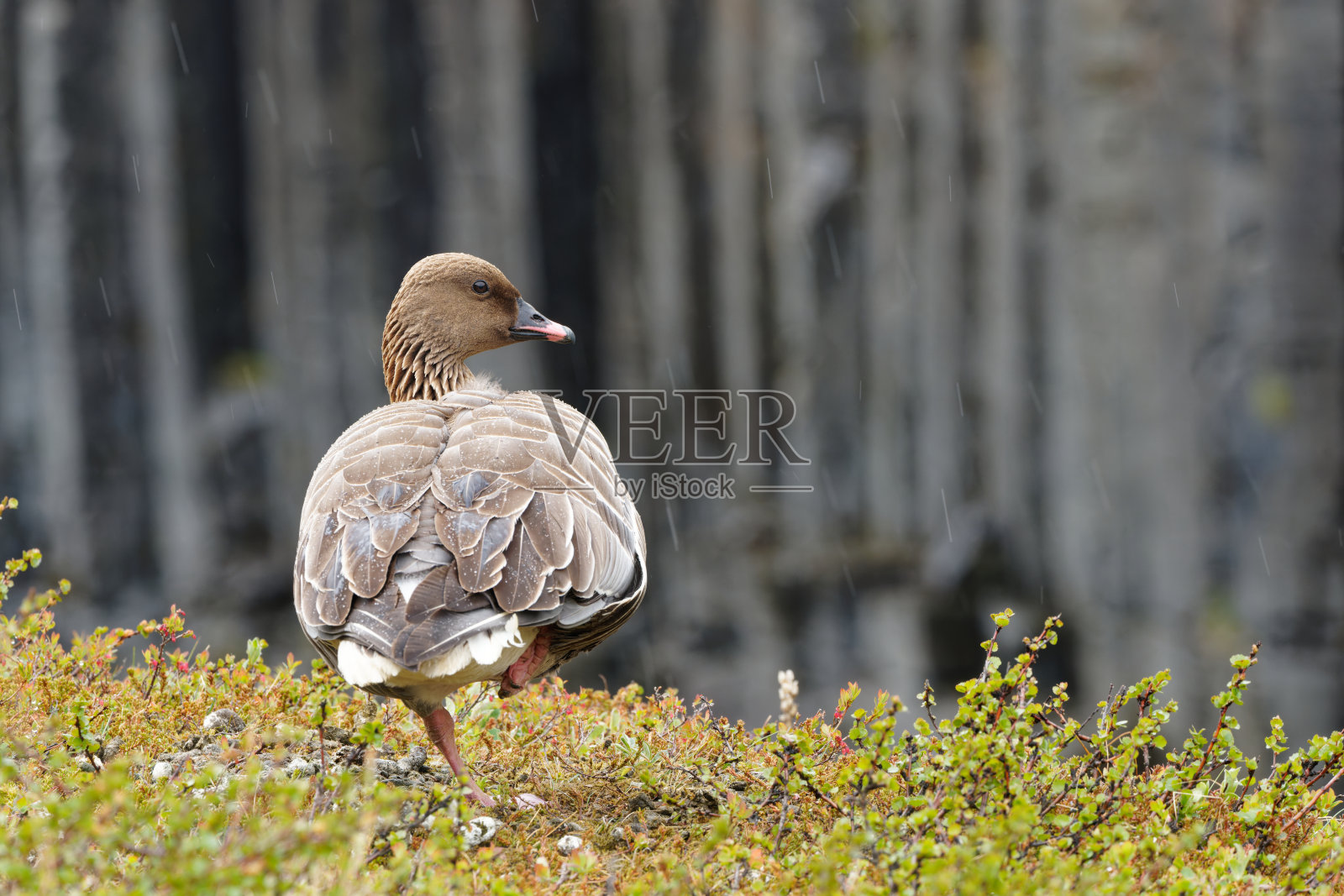 斯图德拉吉尔峡谷的粉脚鹅照片摄影图片