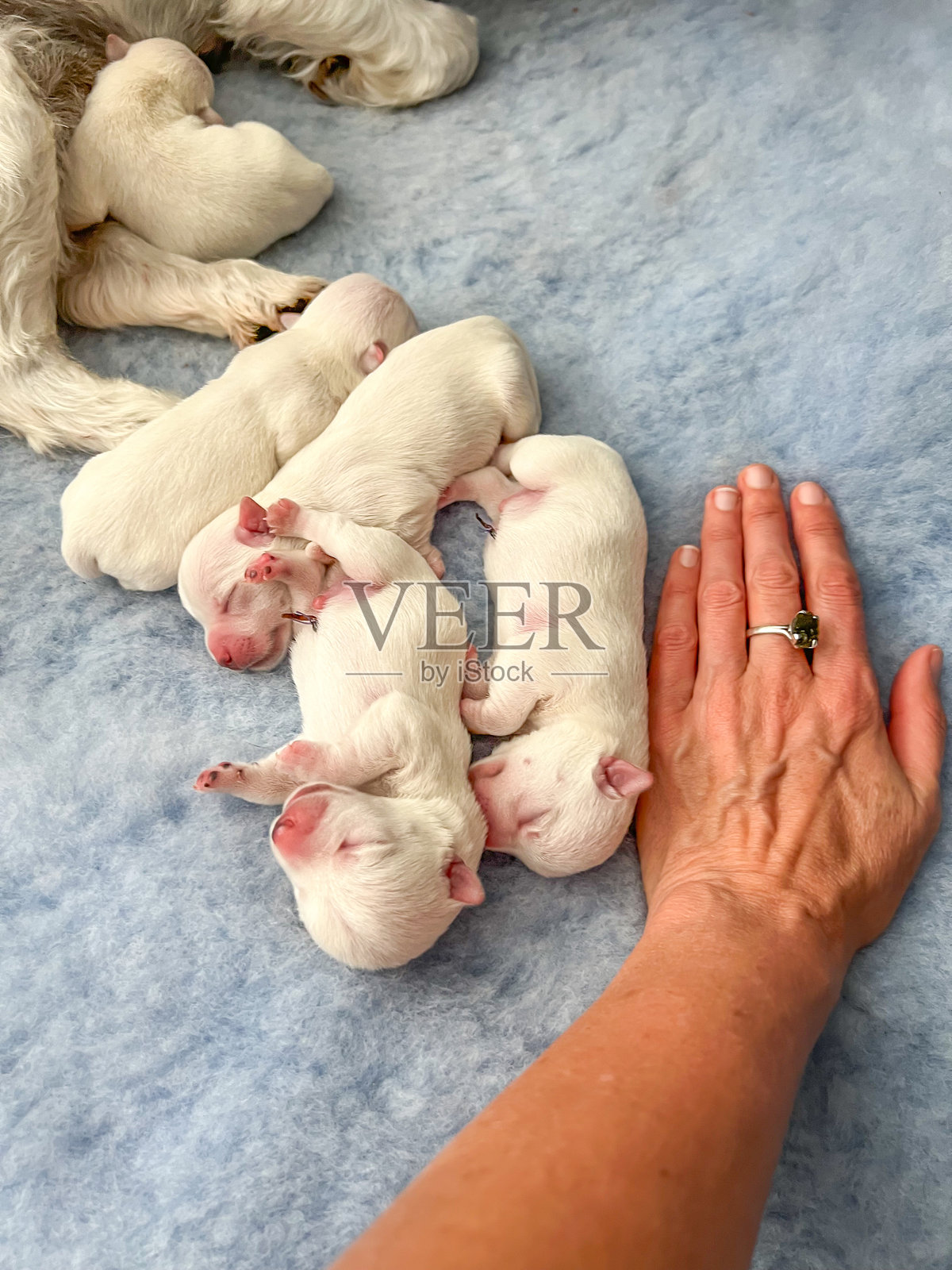 一窝新生的西高地白梗小狗,带有脐带和人手作为比例参考照片摄影图片