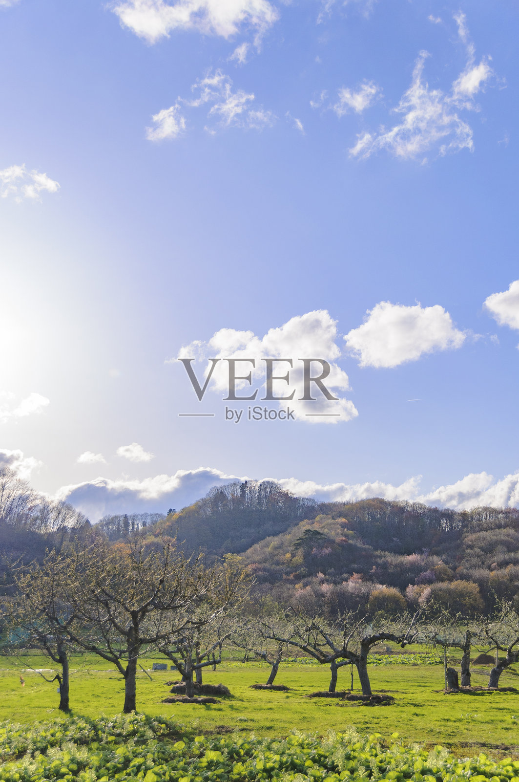 青森县岩木山脚下的苹果树和山樱花照片摄影图片