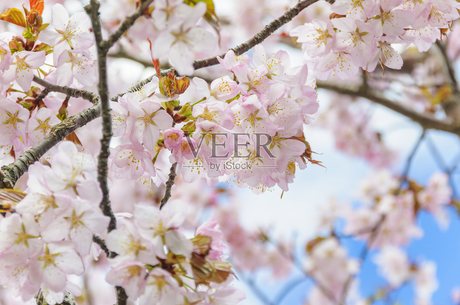 日本青森的蓝色春天天空下的山樱花照片摄影图片