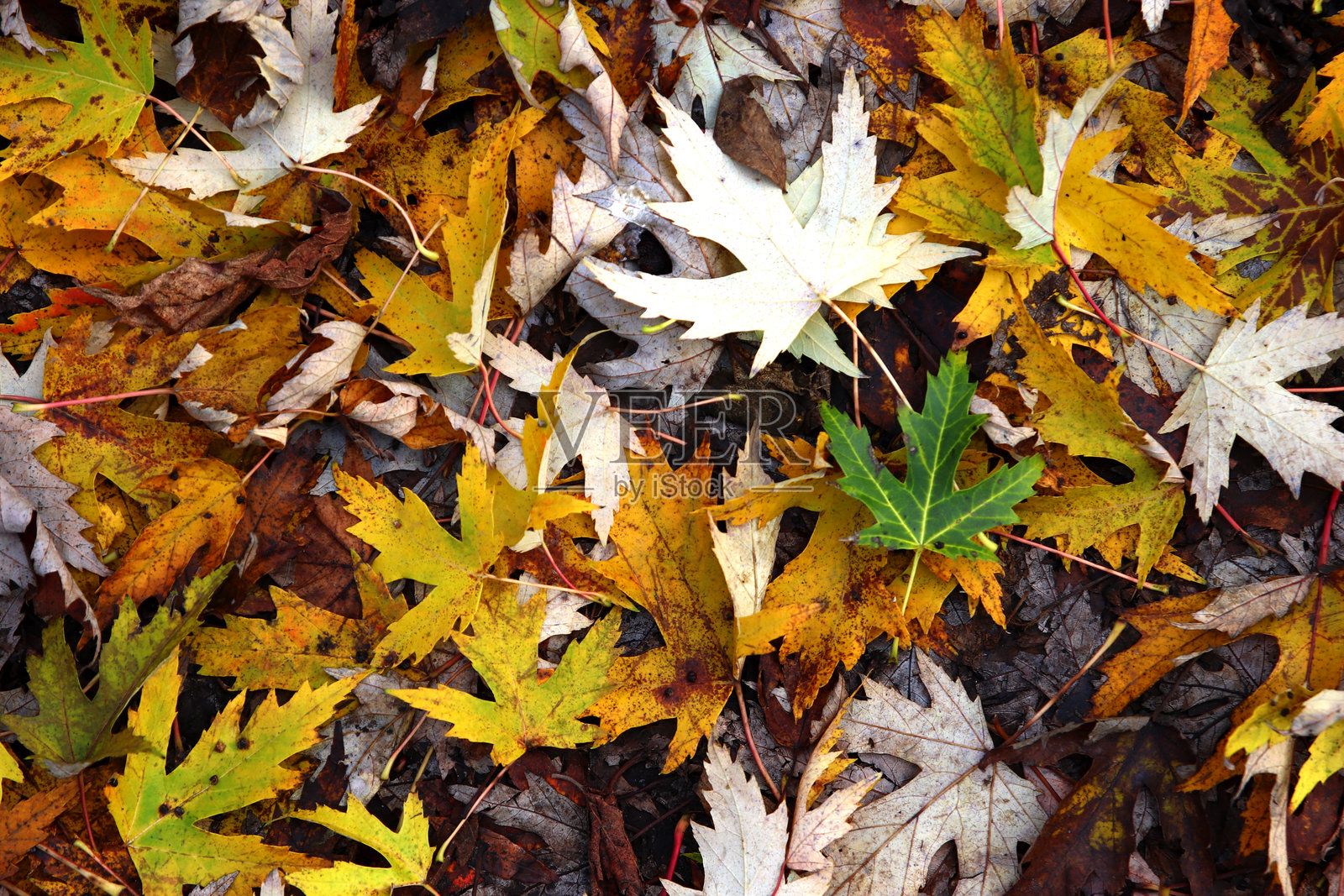 美丽的枫叶在秋天的晴天前景和模糊的背景。照片摄影图片