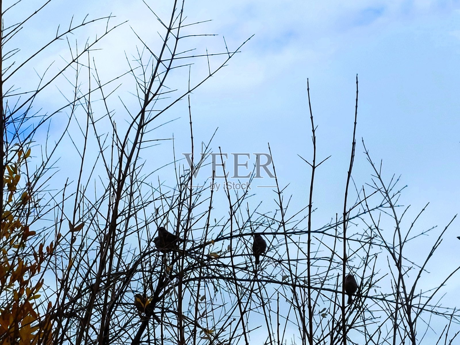云与鸟照片摄影图片