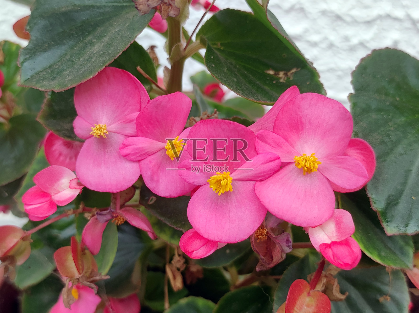 盆里盛开着红、粉、白三色的海棠花照片摄影图片