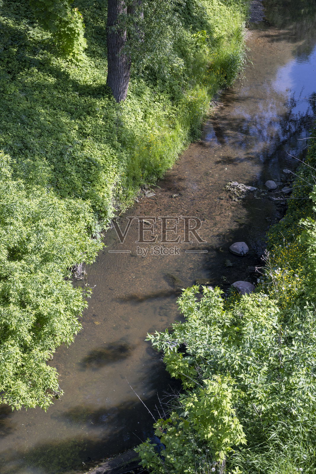 夏天小河的桦树上生长的草和树照片摄影图片
