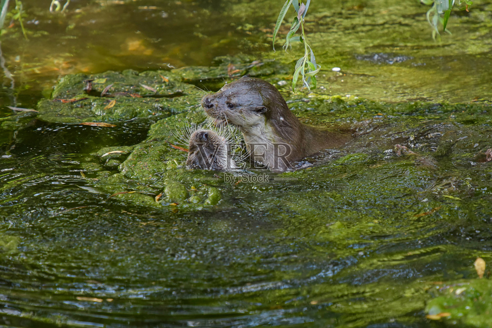 一对水獺在水道中打斗的场景照片摄影图片